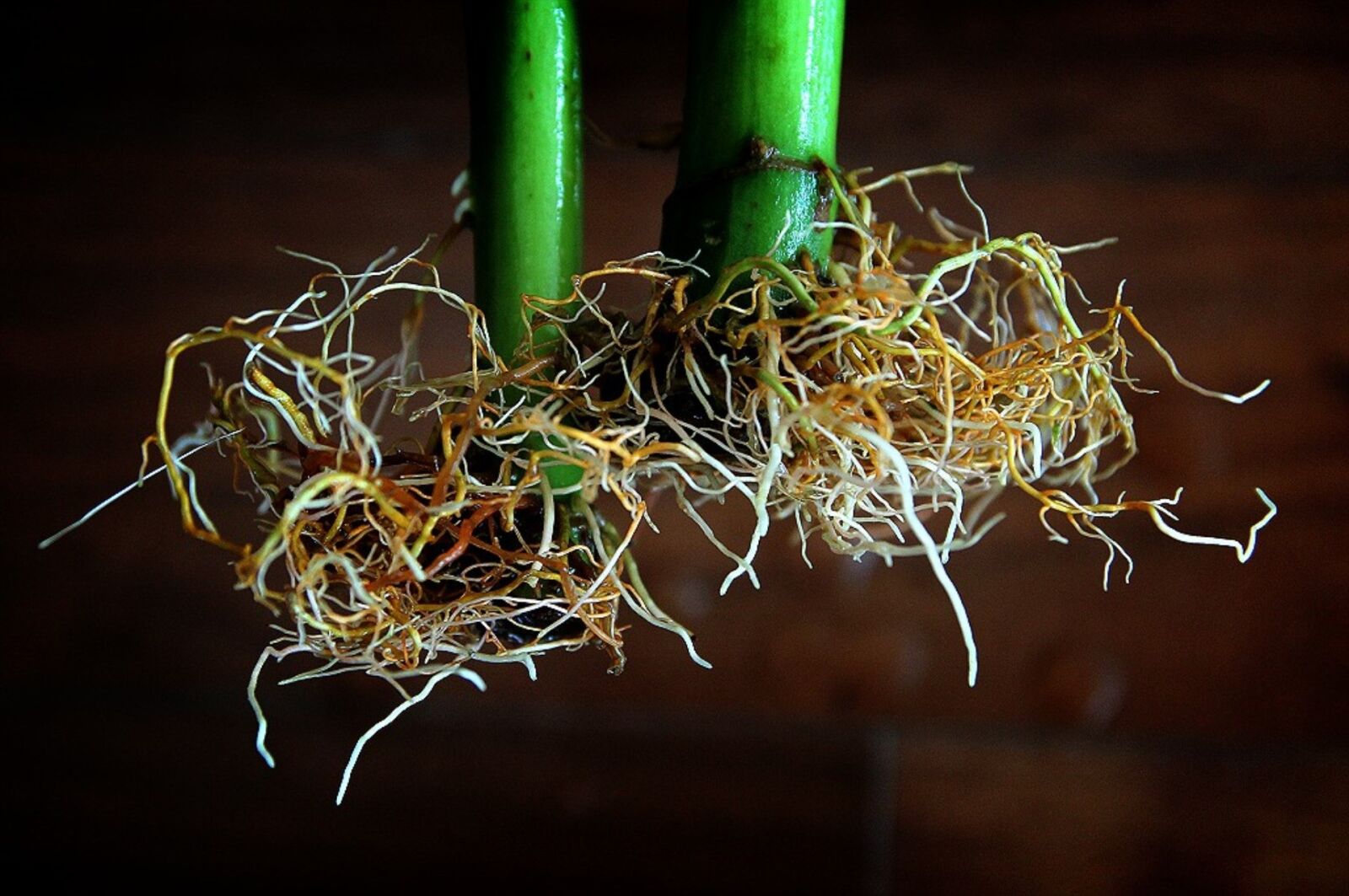 Canon EOS 60D sample photo. Flower, hydroponic cultivation, root photography