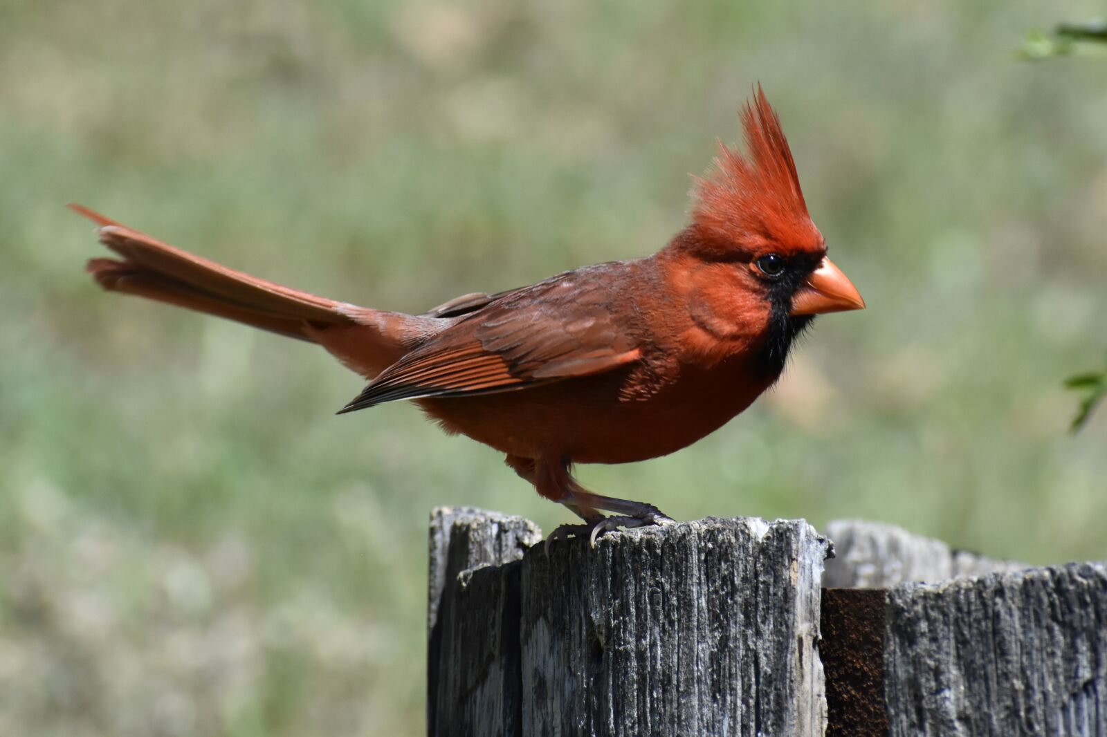 Nikon D7200 sample photo. Wildlife, bird, nature photography