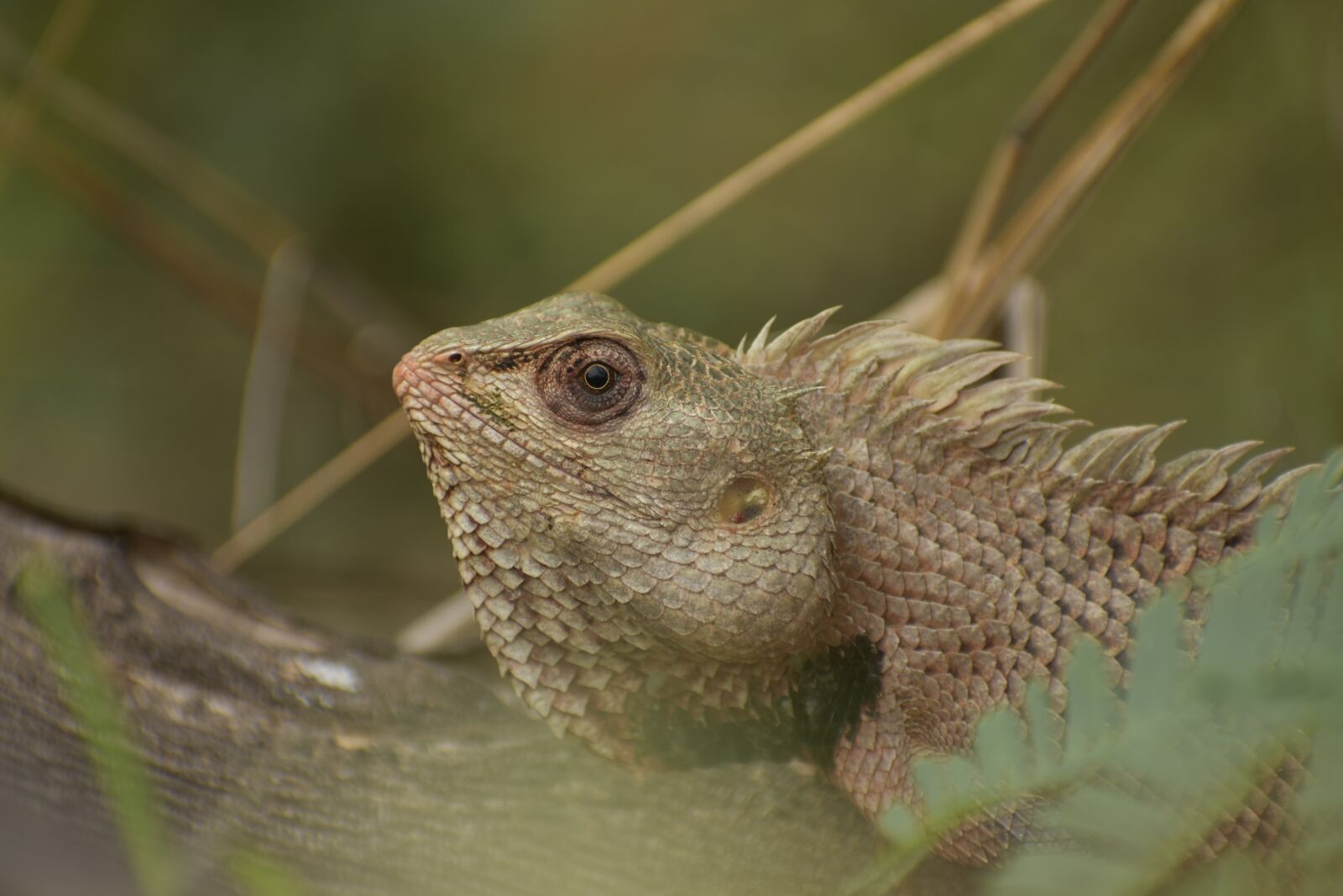 Nikon D3400 sample photo. Wild, habitation, environment photography