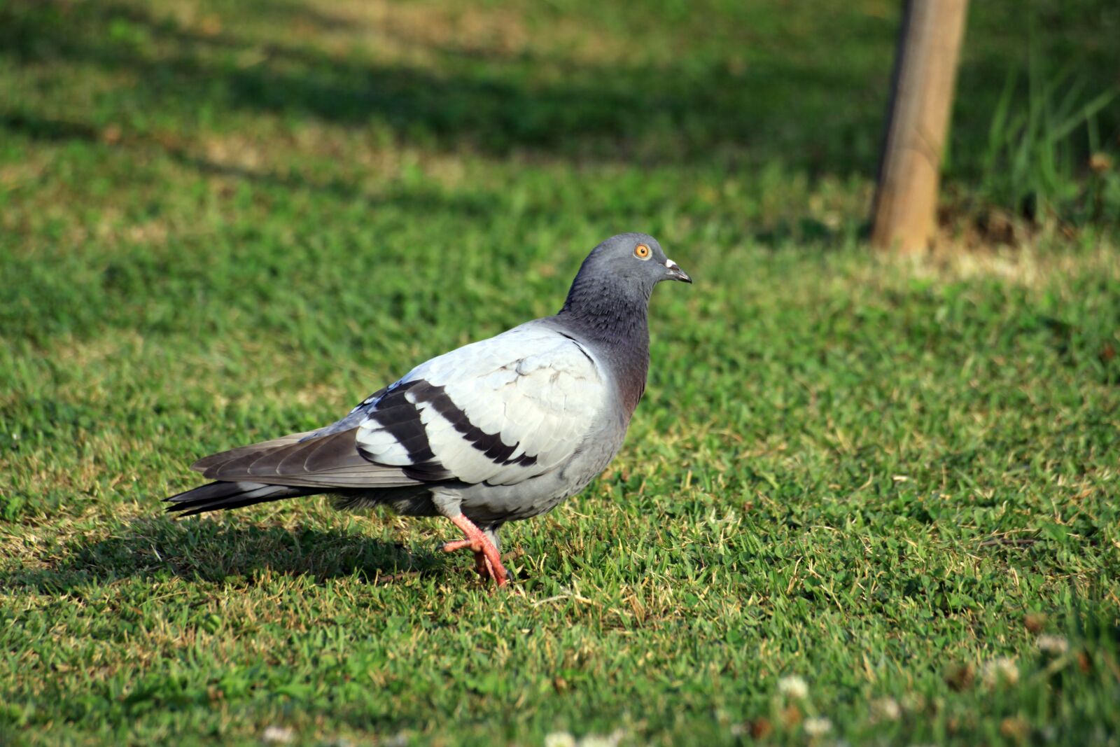 Canon EOS 50D sample photo. Pigeon, dove, new photography