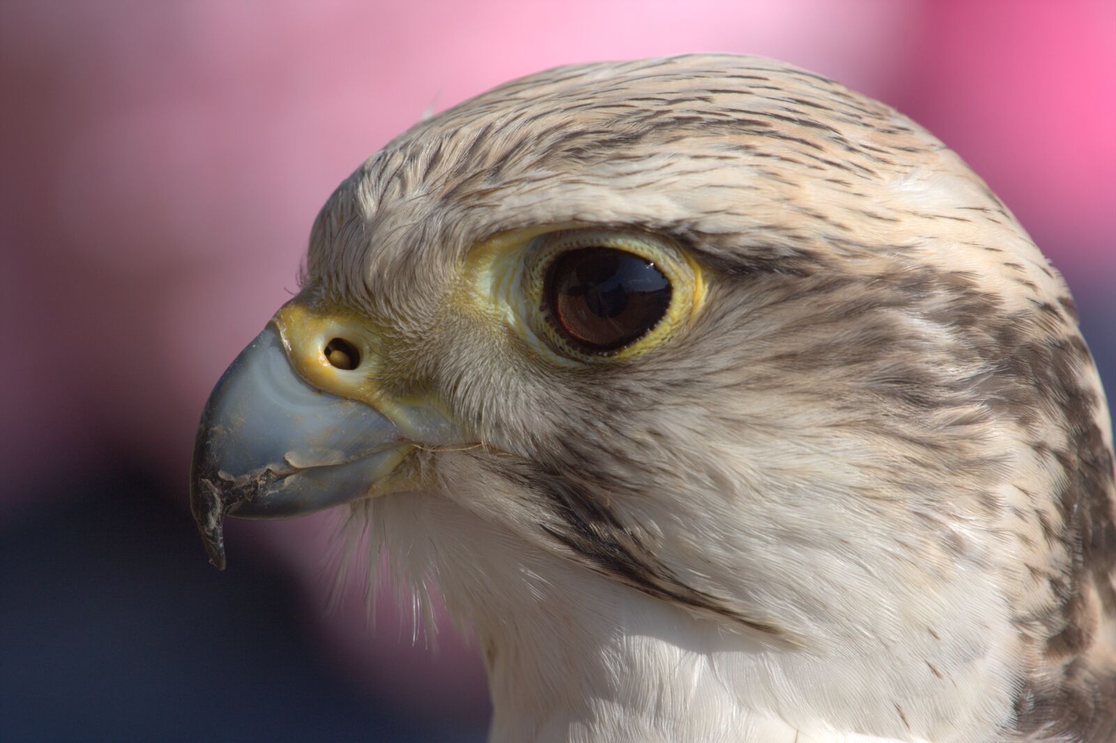 Canon EOS 40D sample photo. Bird, bird of prey photography