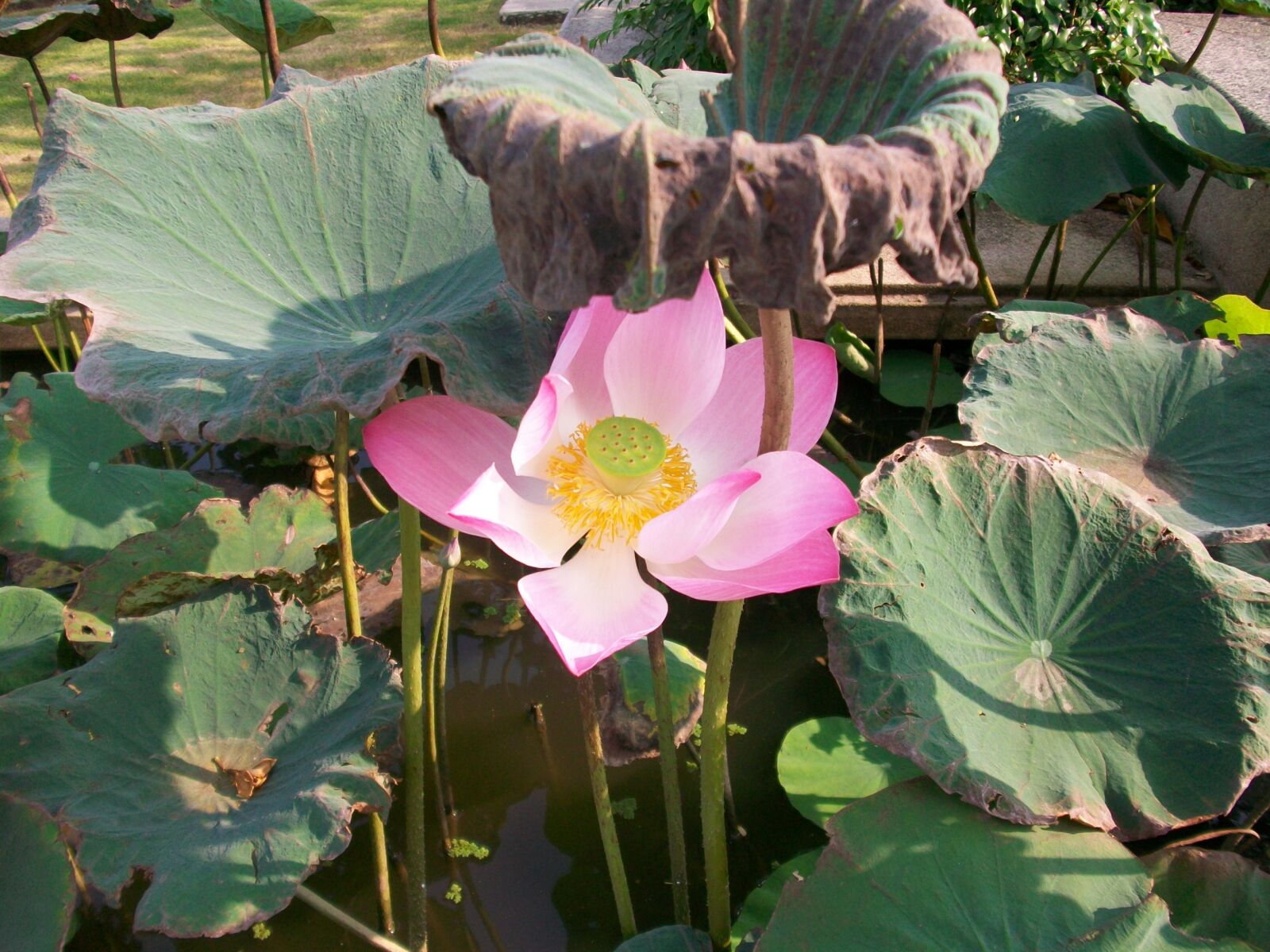 Kodak EASYSHARE M1063 DIGITAL CAMERA sample photo. Lotus, flower, thailand photography