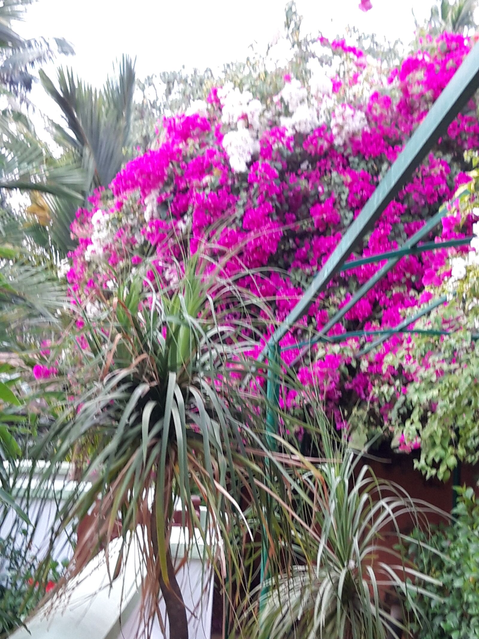 Samsung Galaxy A6 sample photo. Flower purple, mood, flora photography