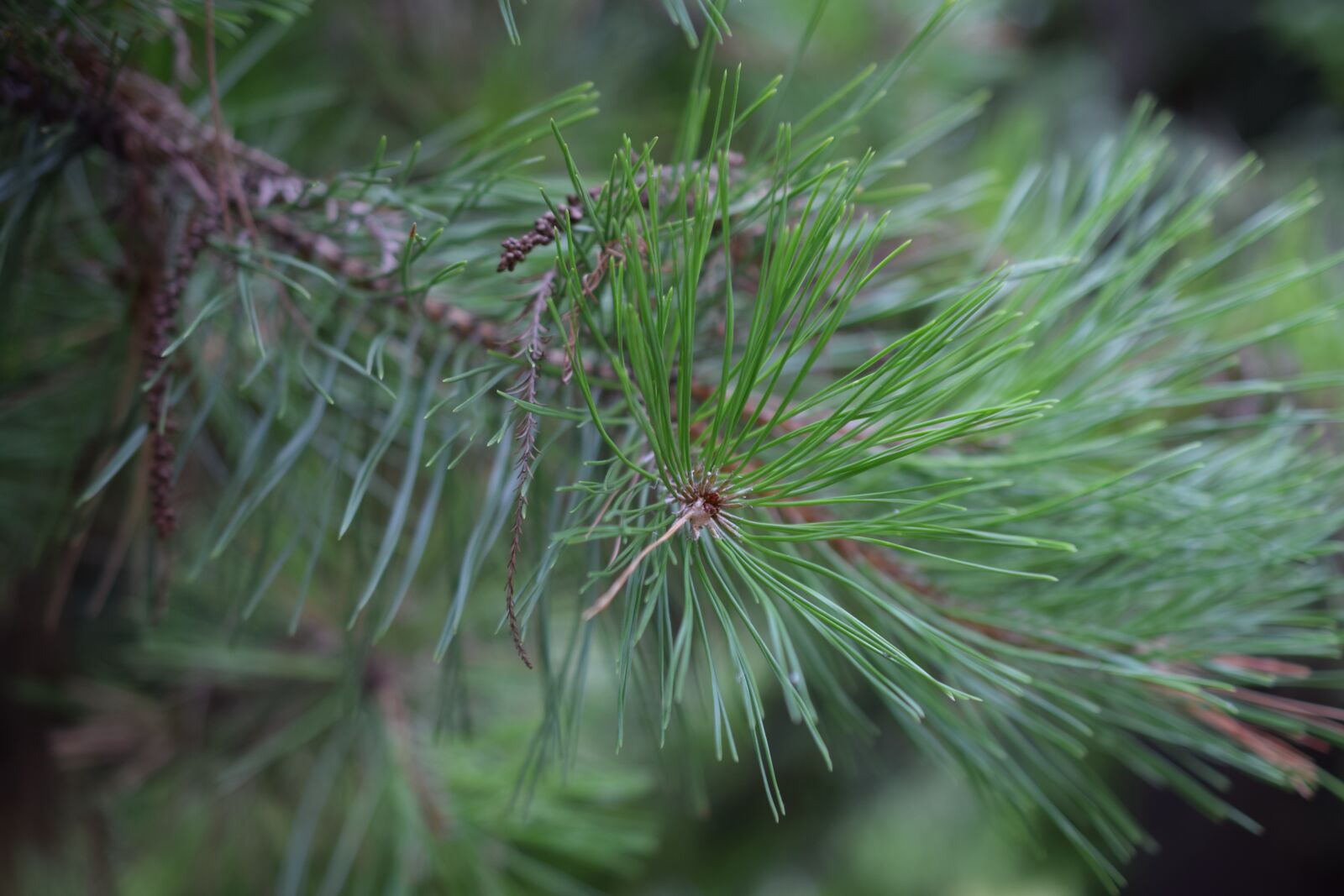 Nikon D3300 sample photo. Fir, tree, evergreen photography