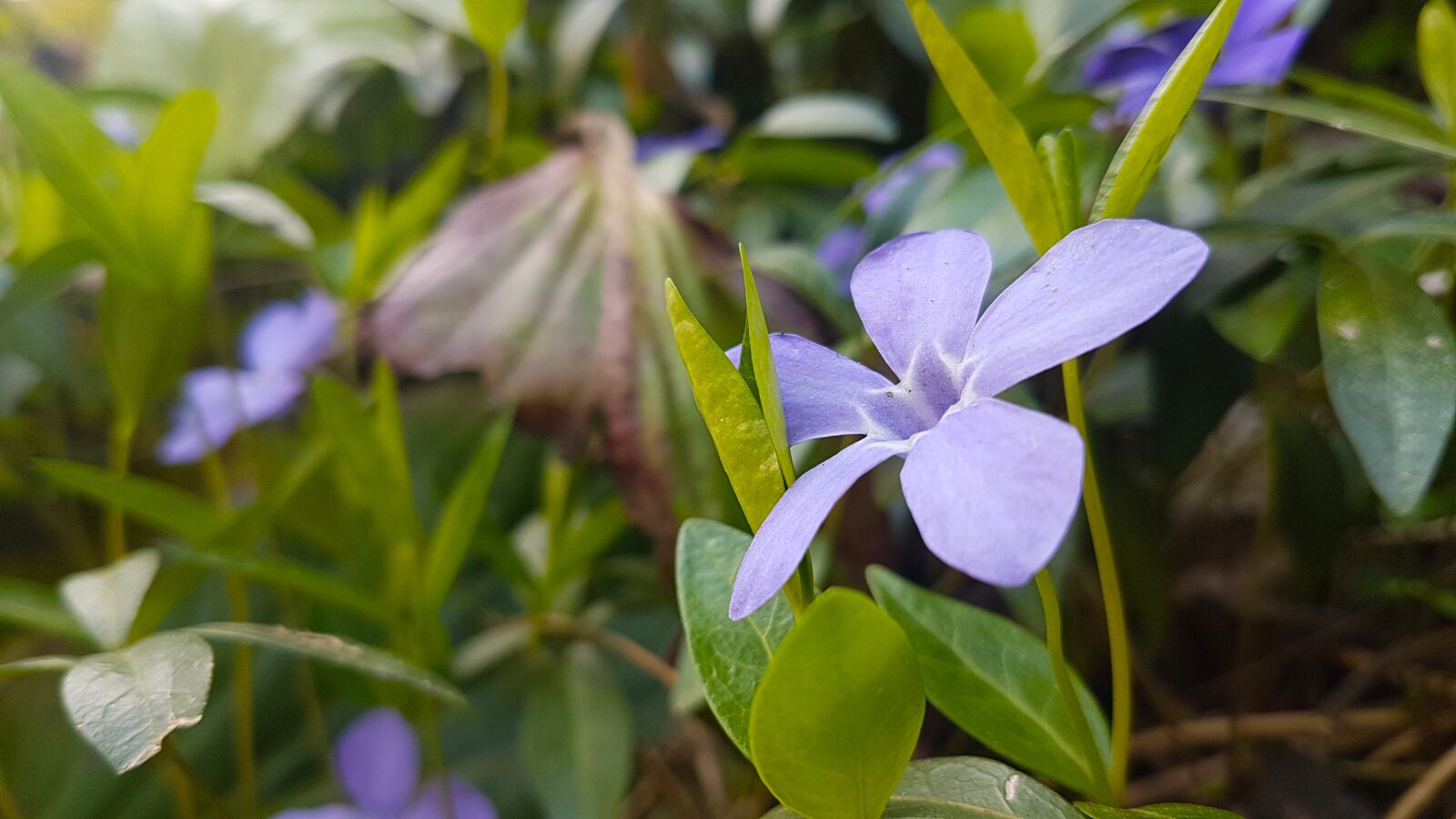 Samsung Galaxy S7 Edge sample photo. Spring, flower, blue photography