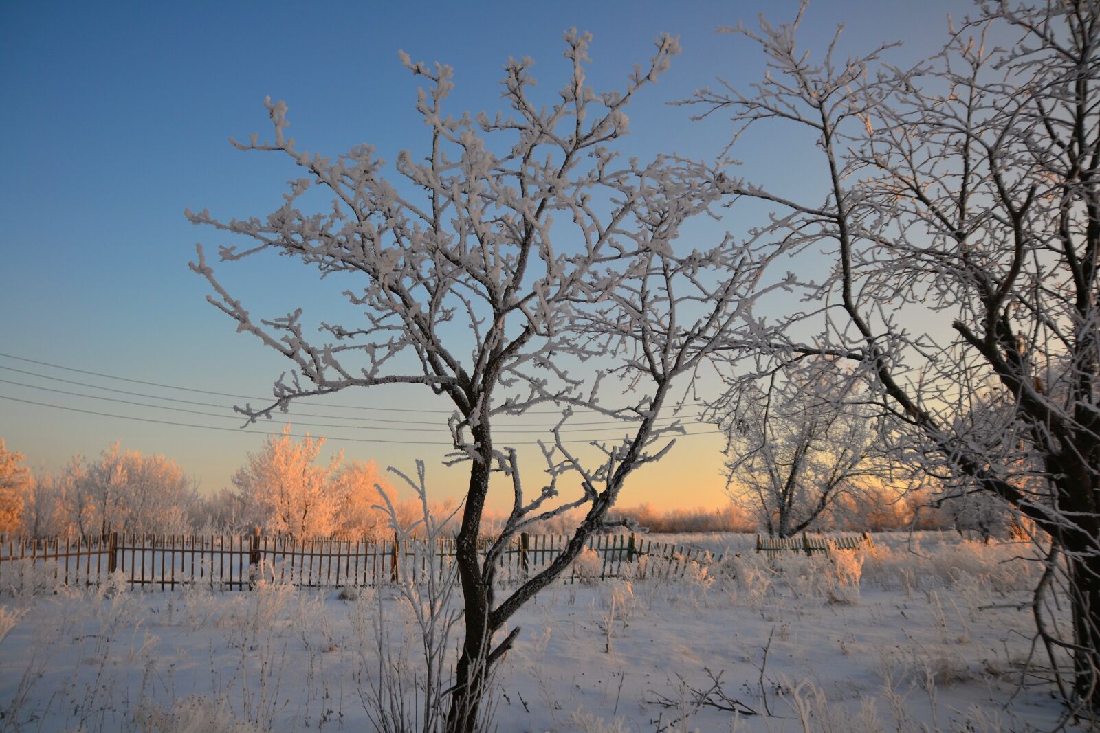 Nikon D3100 sample photo. Winter, morning, rime photography