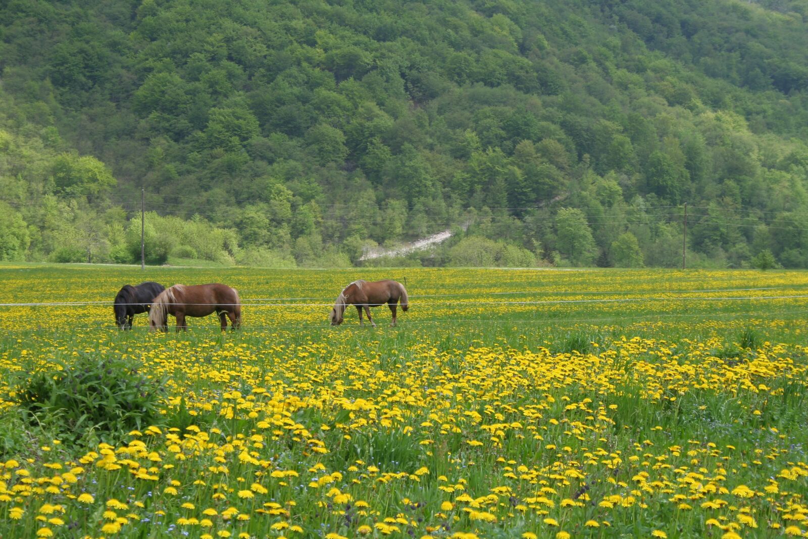 Canon EOS 350D (EOS Digital Rebel XT / EOS Kiss Digital N) sample photo. Horse, nature, horses grazing photography