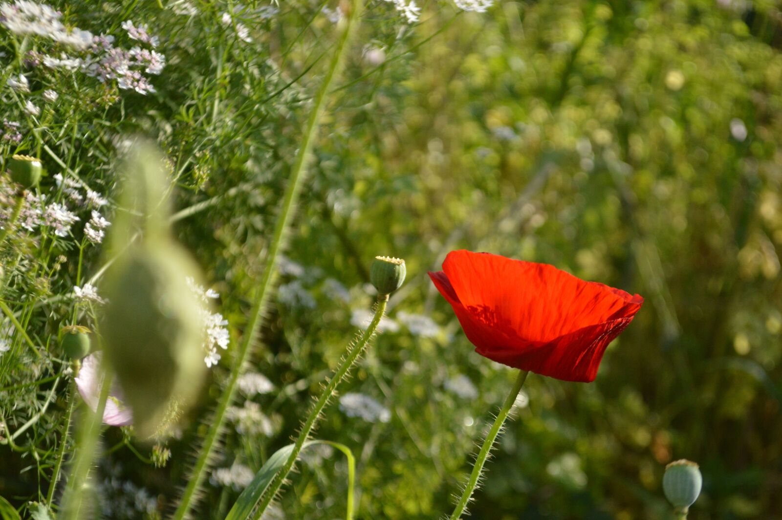 Nikon D3200 sample photo. Mack, garden, summer photography