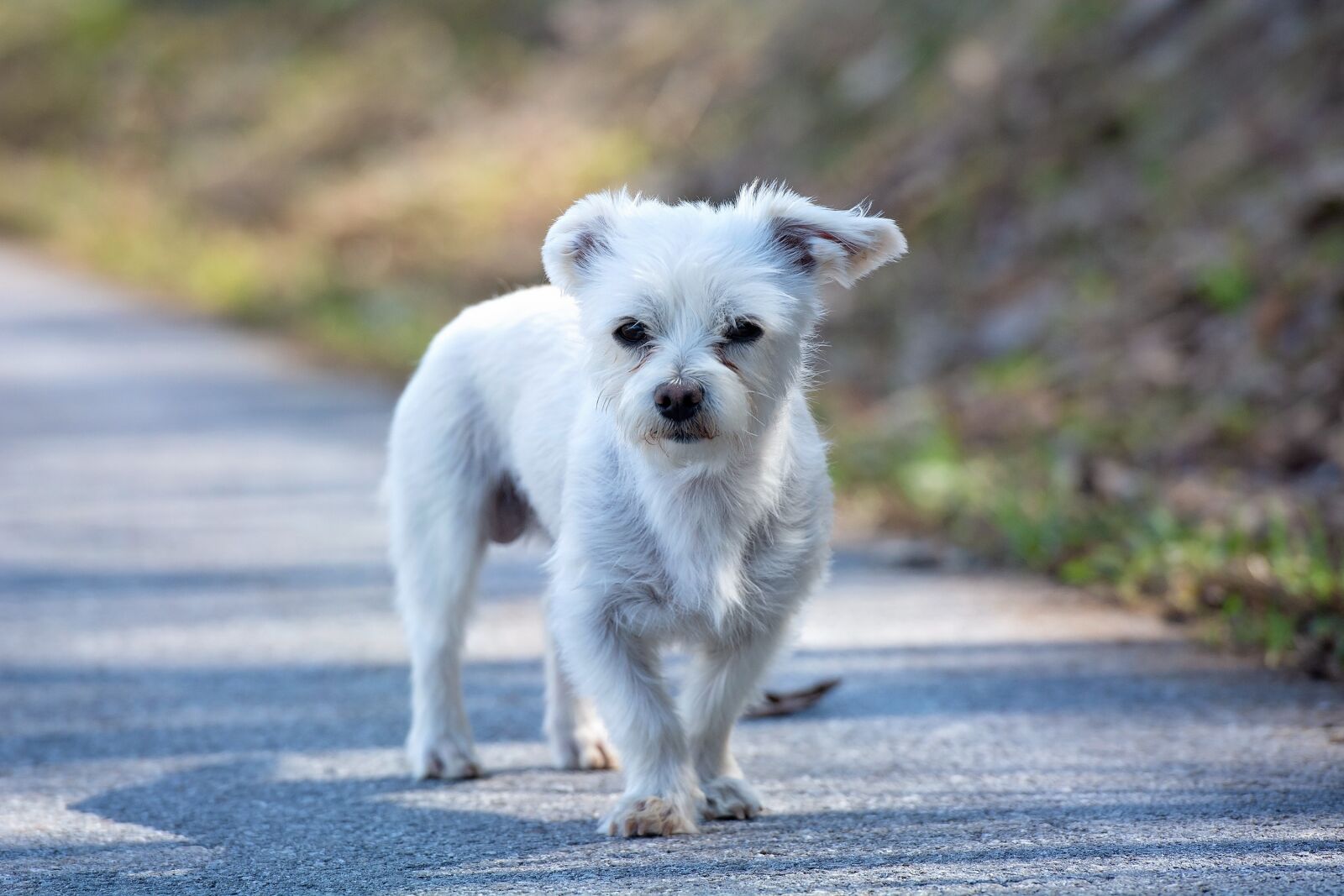 Nikon D7100 sample photo. Dog, white, small photography