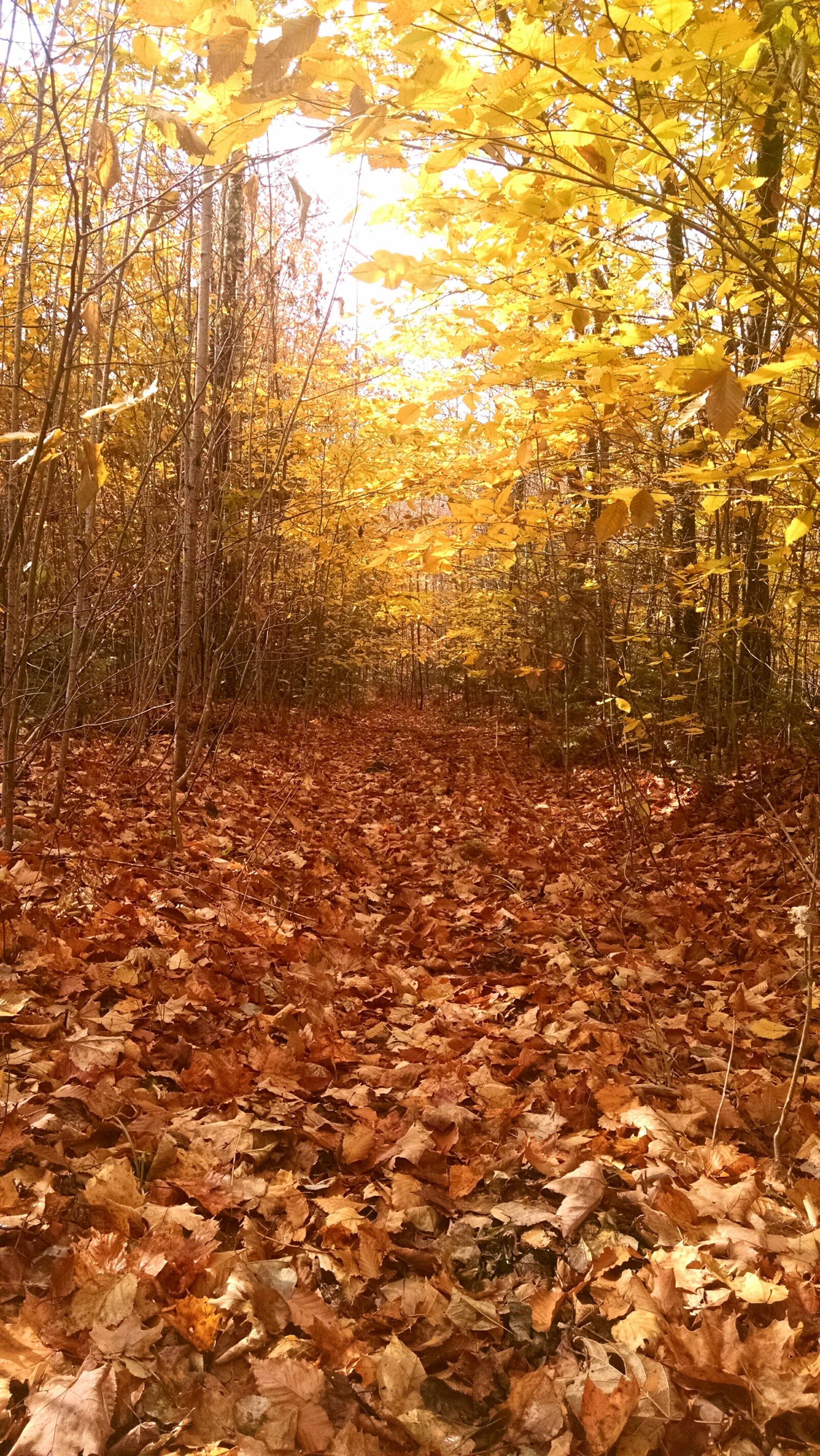 Motorola Moto X (1st Gen) sample photo. Autumn, fall, leaves, nature photography