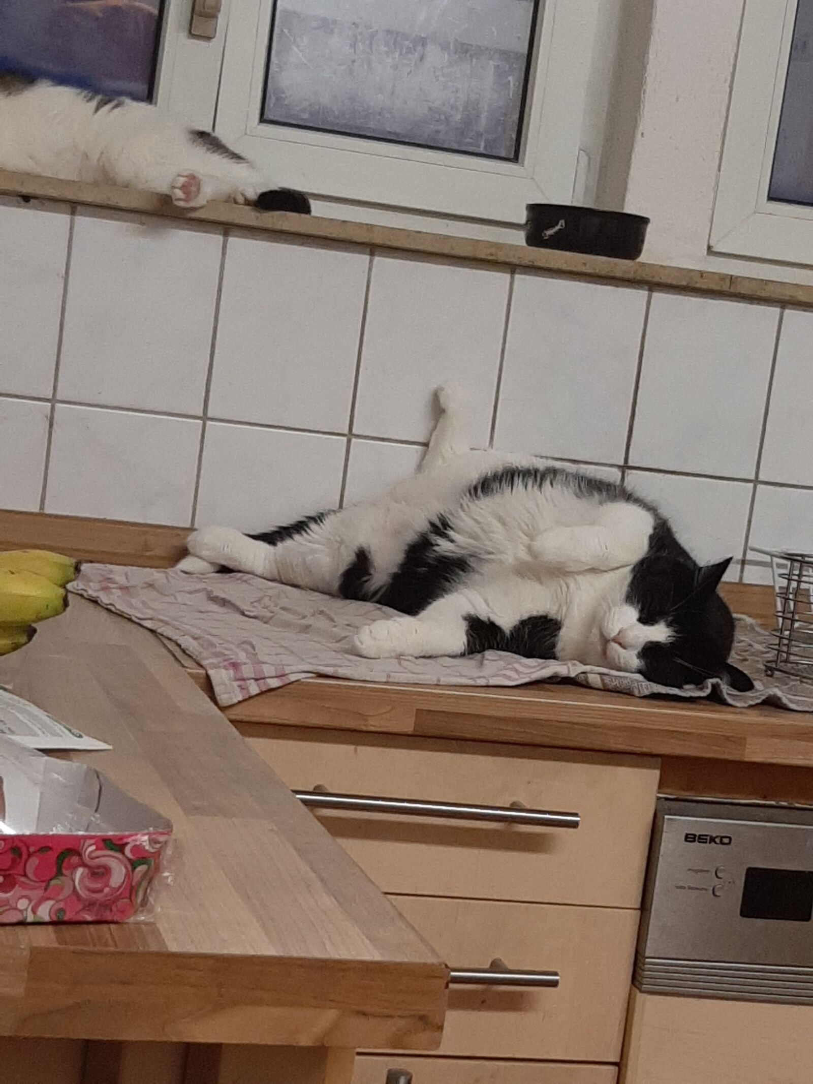 Samsung Galaxy A50 sample photo. Fatcat, kitty, cat photography