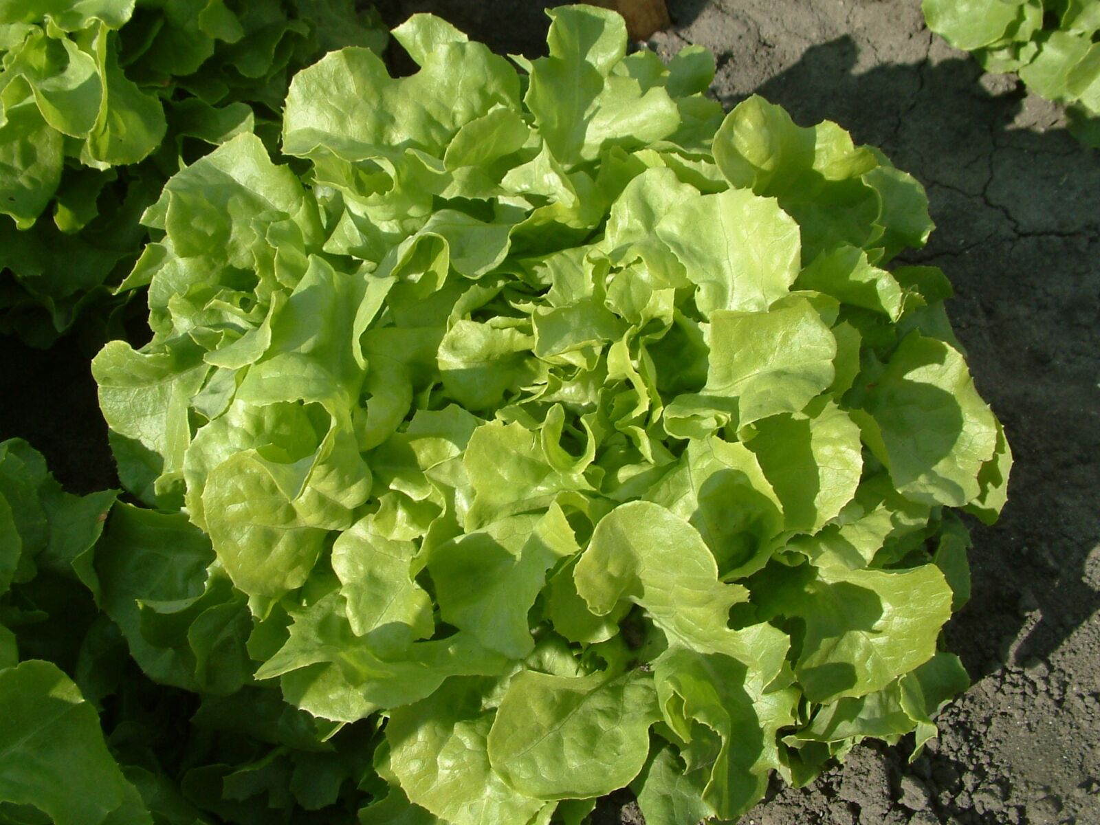 Fujifilm FinePix S602 ZOOM sample photo. Salad, oak-leaf lettuce, growing photography