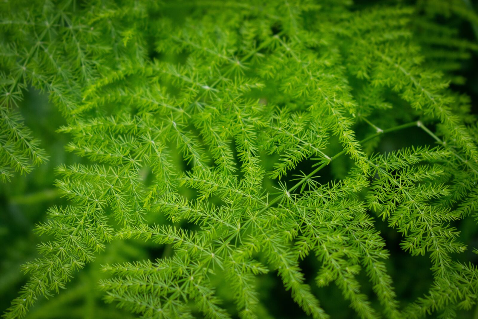 Nikon D7200 sample photo. Fern, greens, forest photography
