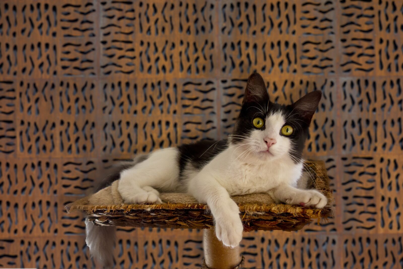 Sony Cyber-shot DSC-RX100 sample photo. Cat, cute, eyes photography