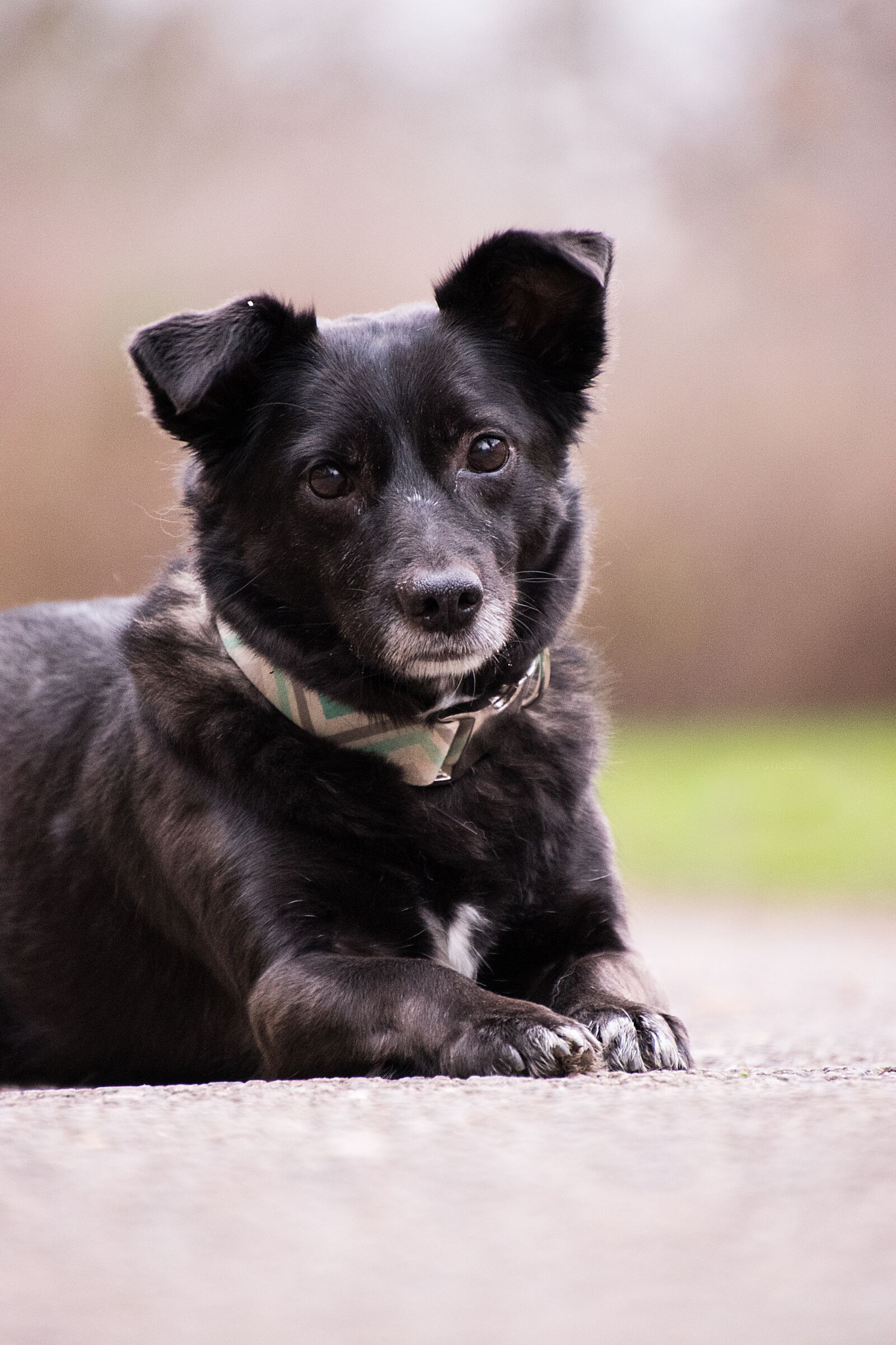 Nikon D3300 sample photo. Dog, concerns, paws photography