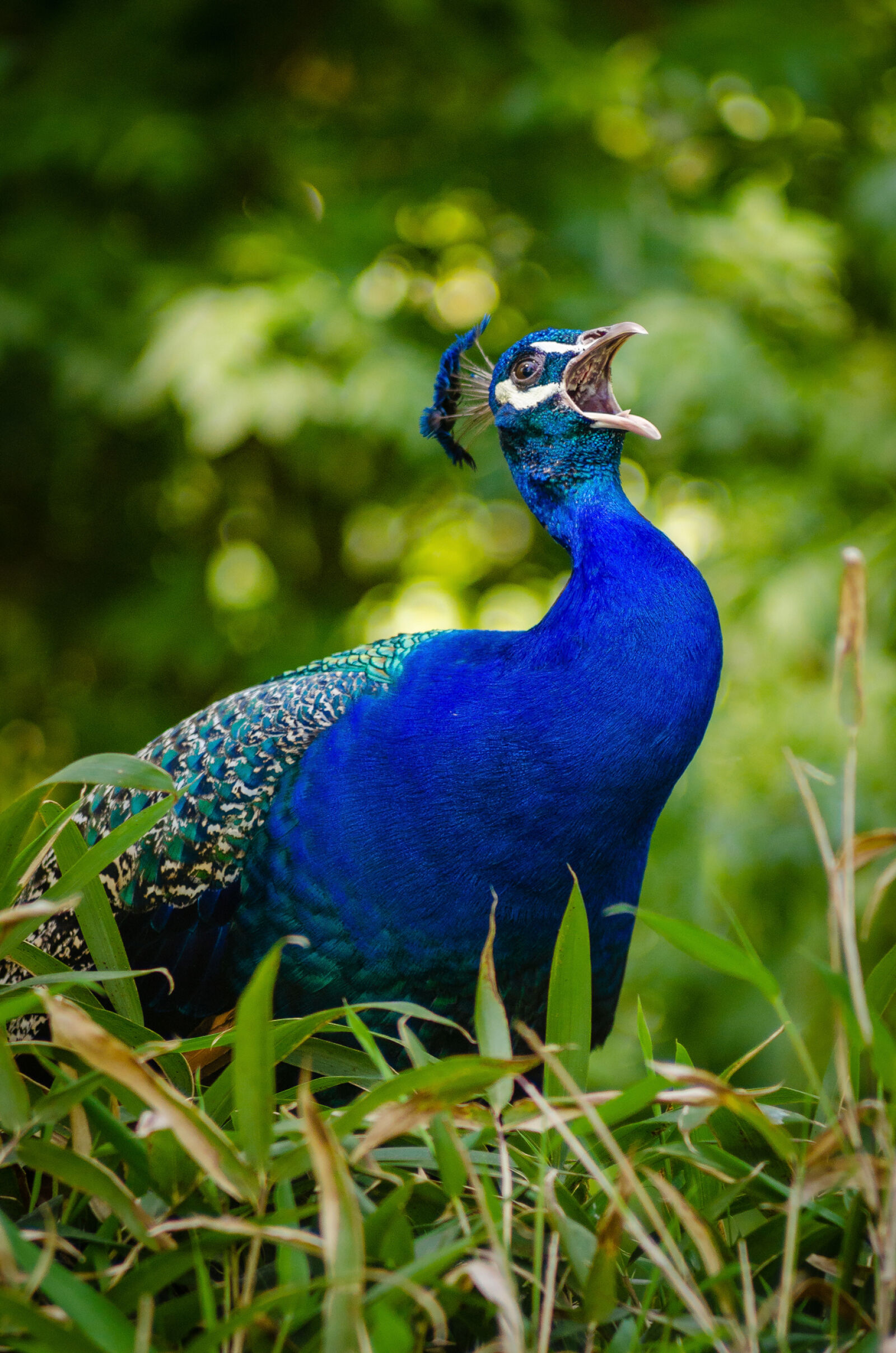 Nikon D7000 sample photo. Blue, and, green, peacock photography