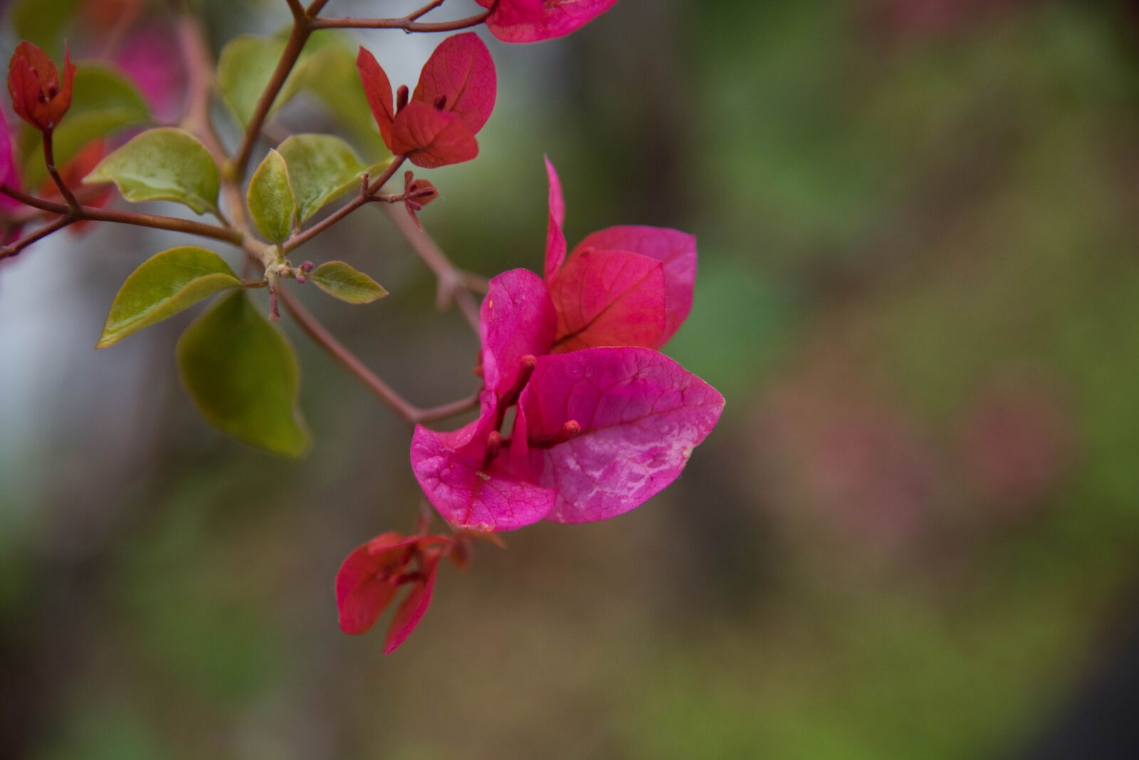 Nikon D810 sample photo. Flower, bougainvillea, spring photography
