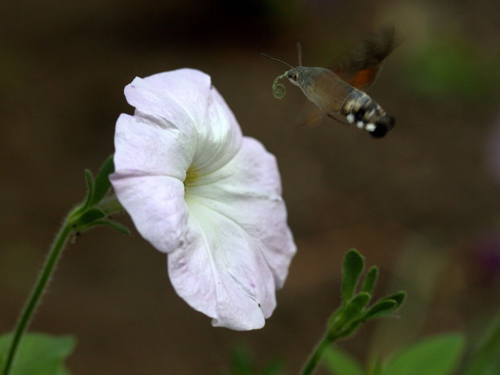 Canon EF-S 60mm F2.8 Macro USM sample photo. Moth, hummingbird, flower photography