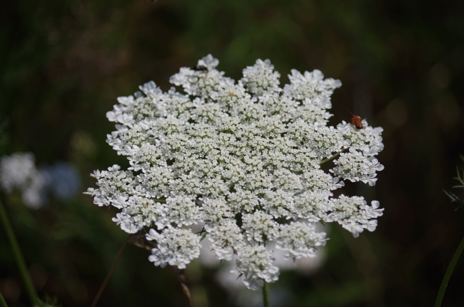 Pentax K-500 sample photo. Mouse tail, meadow flowers photography