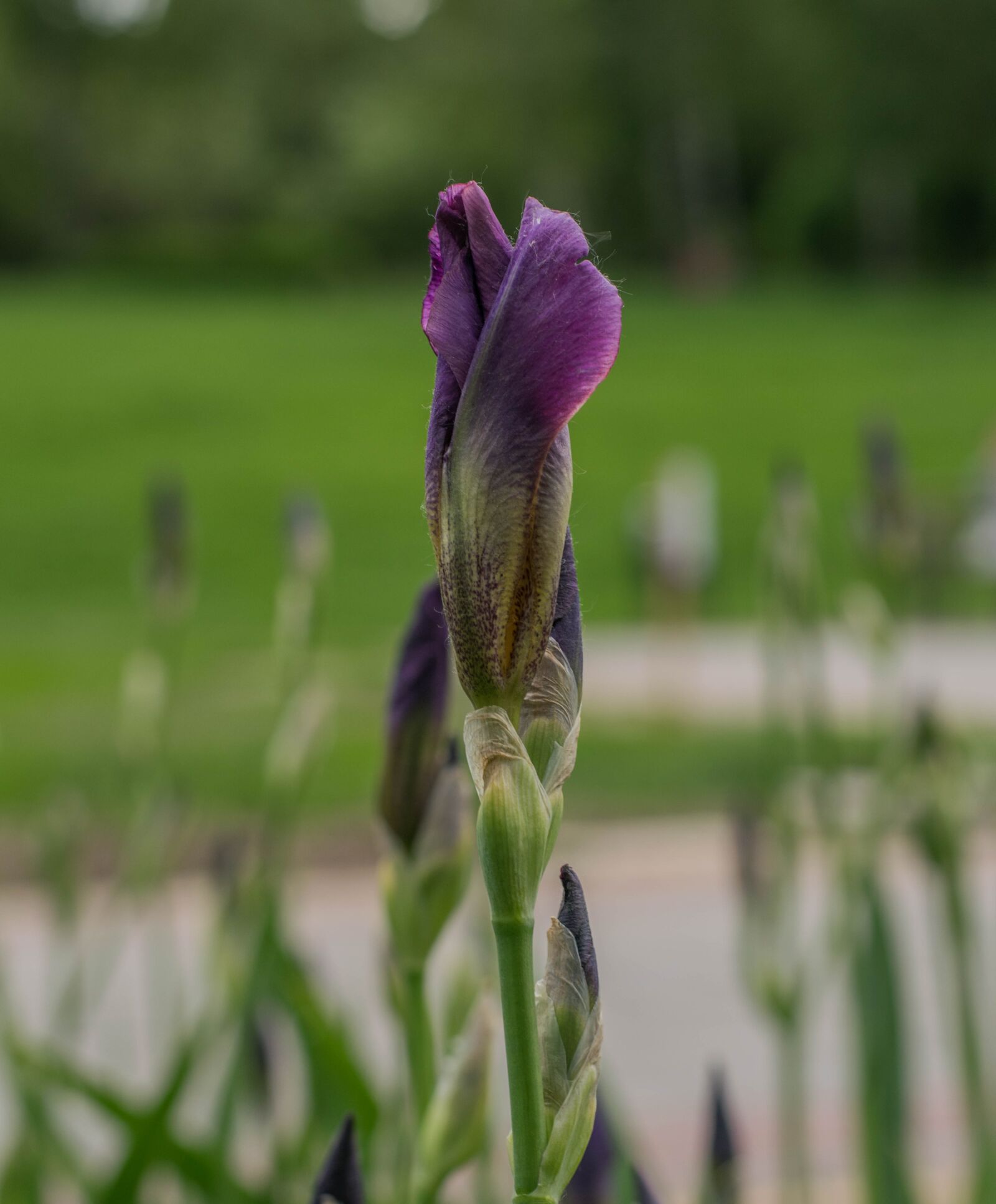 Nikon D5300 sample photo. Flower, purple, spring photography