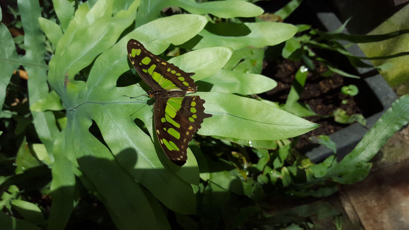 Samsung Galaxy S6 sample photo. Butterfly, green, insect photography