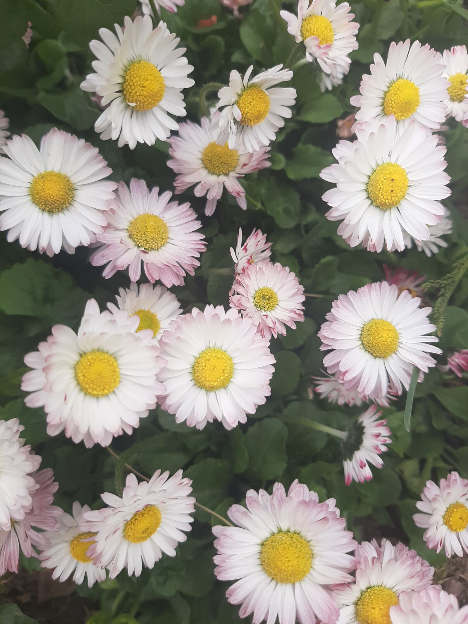Samsung Galaxy A50 sample photo. Daisies, flowers, spring photography