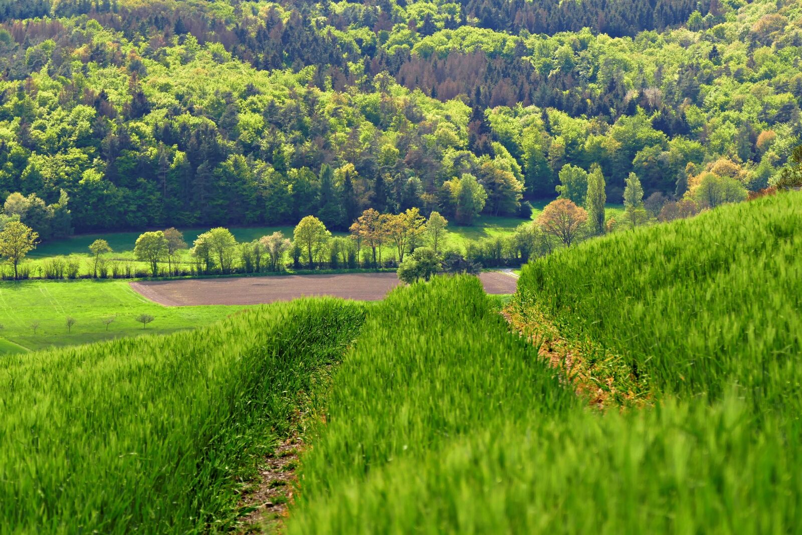 Panasonic Lumix DMC-FZ1000 sample photo. Trees, arable, nature photography