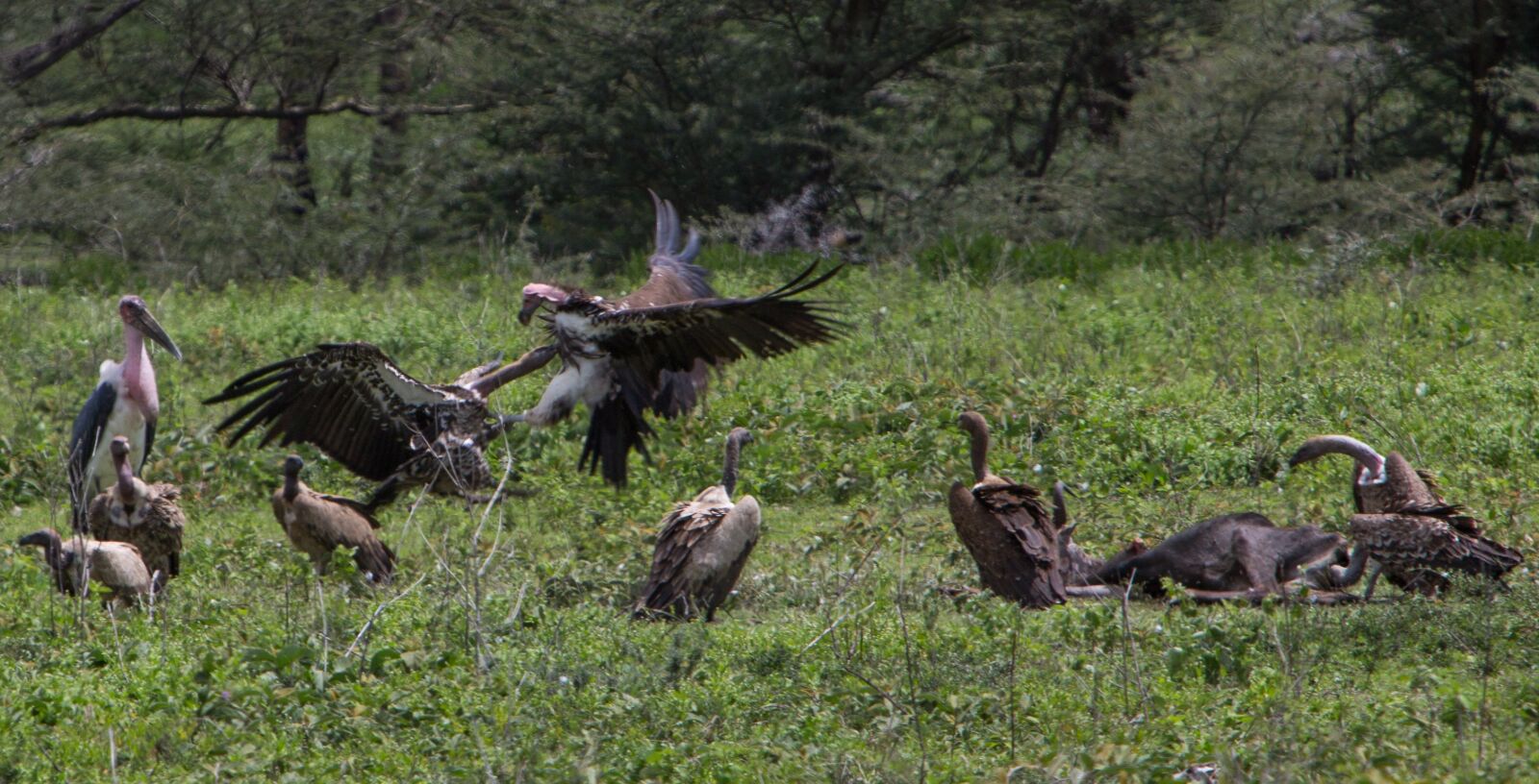 Canon EF 70-200mm F2.8L IS USM sample photo. Vulture, stork, bird photography