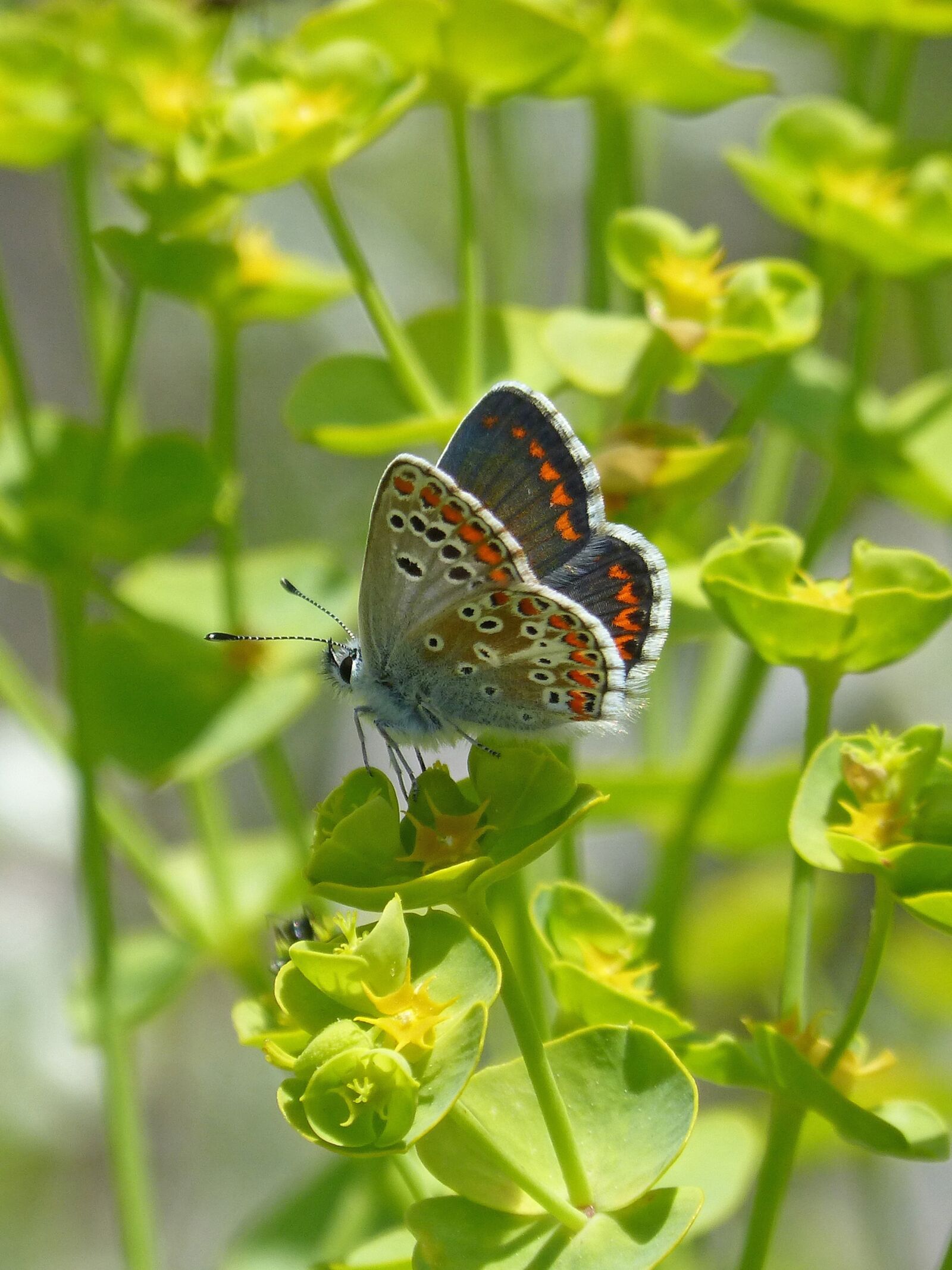 Panasonic DMC-FZ62 sample photo. Butterfly, brunette southern, aricia photography