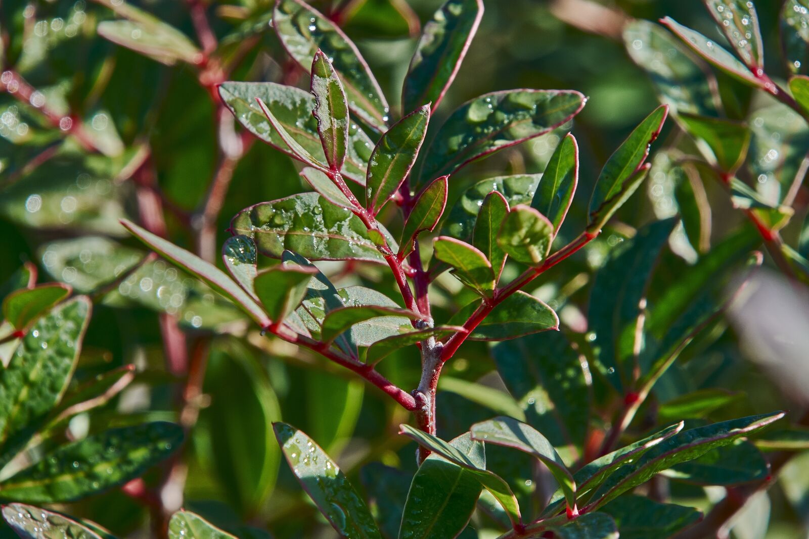 Nikon D7200 sample photo. Flower, autumn, plant photography