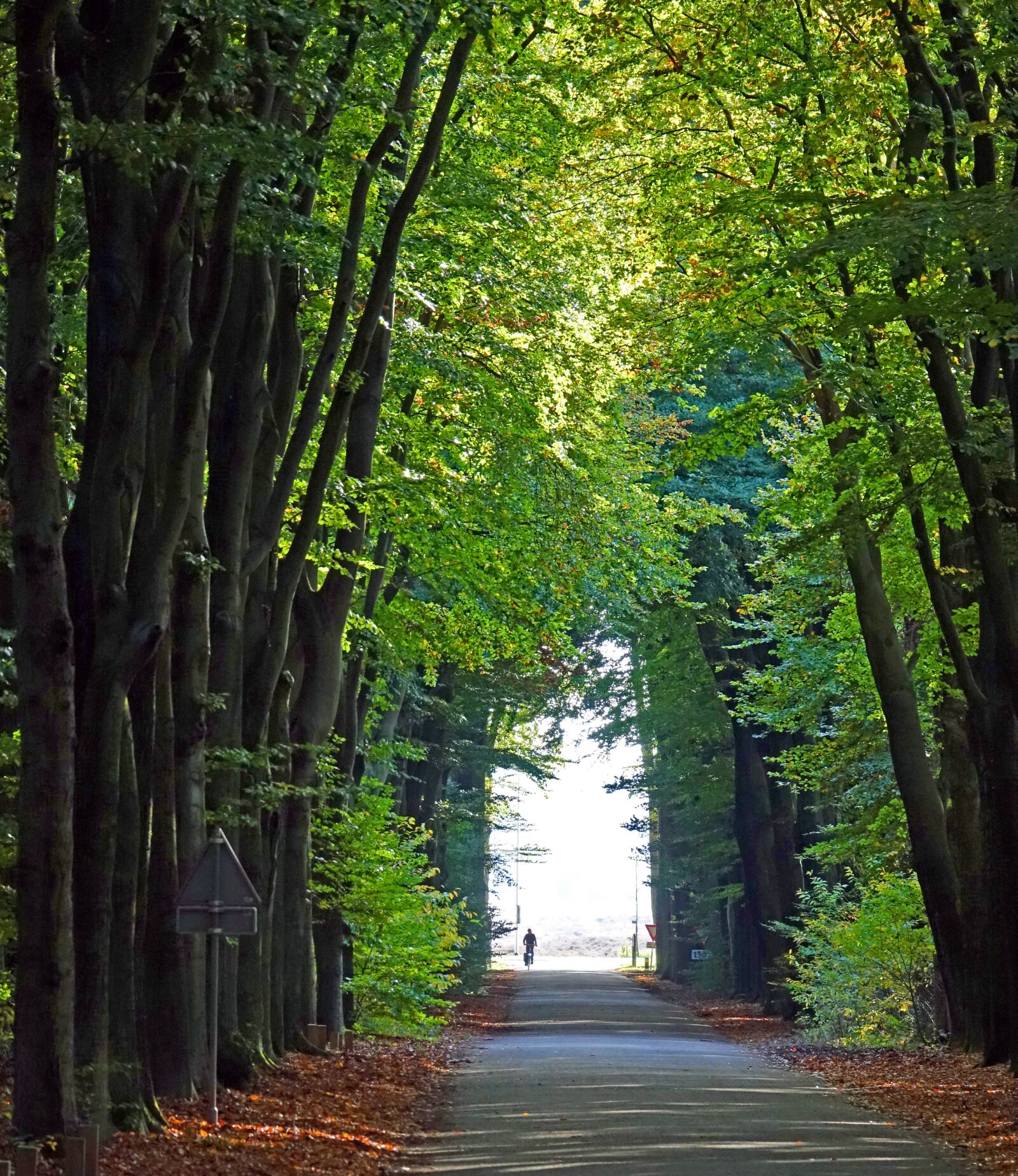 Sony Cyber-shot DSC-RX10 III sample photo. Tree-lined street, autumn, fall photography