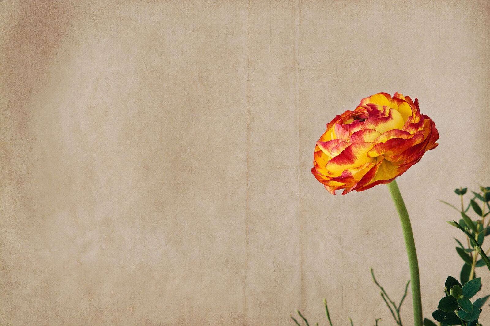 Nikon D7100 sample photo. Ranunculus, flower, blossom photography