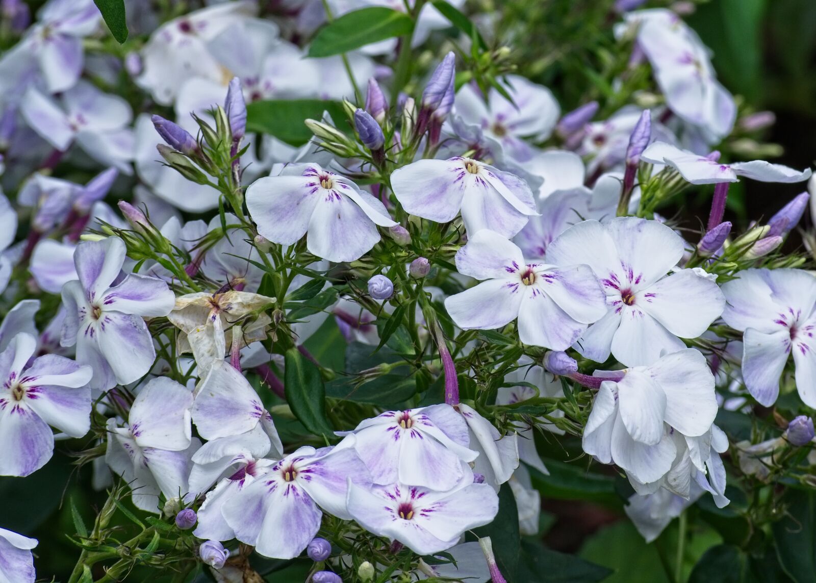 Nikon D7100 sample photo. Phlox, flame flowers, lock-up photography