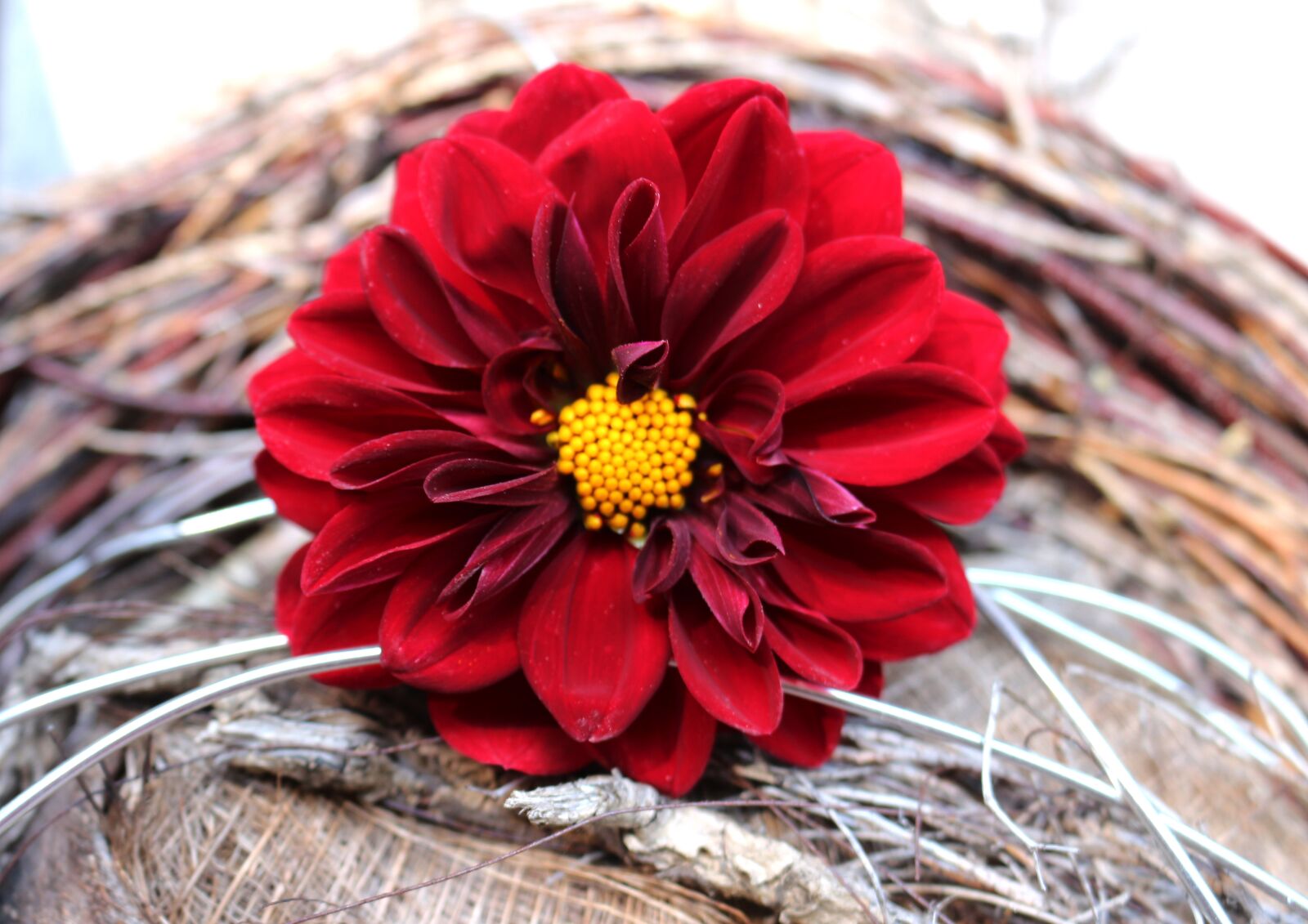 Canon EOS 700D (EOS Rebel T5i / EOS Kiss X7i) sample photo. Dahlia bright, large blooms photography