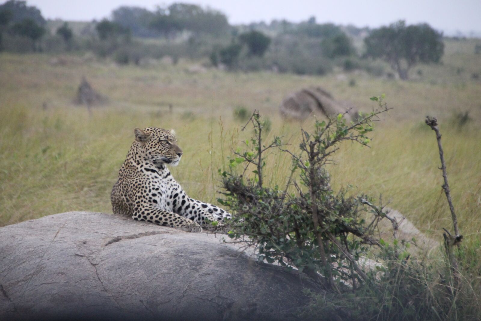 Canon EOS 1100D (EOS Rebel T3 / EOS Kiss X50) sample photo. Cat, tanzania, safari photography