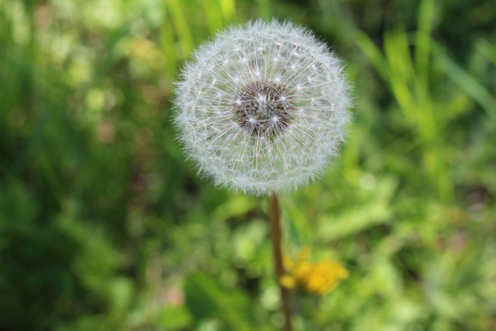 Canon EOS 700D (EOS Rebel T5i / EOS Kiss X7i) sample photo. Dandelion, spring, nature photography