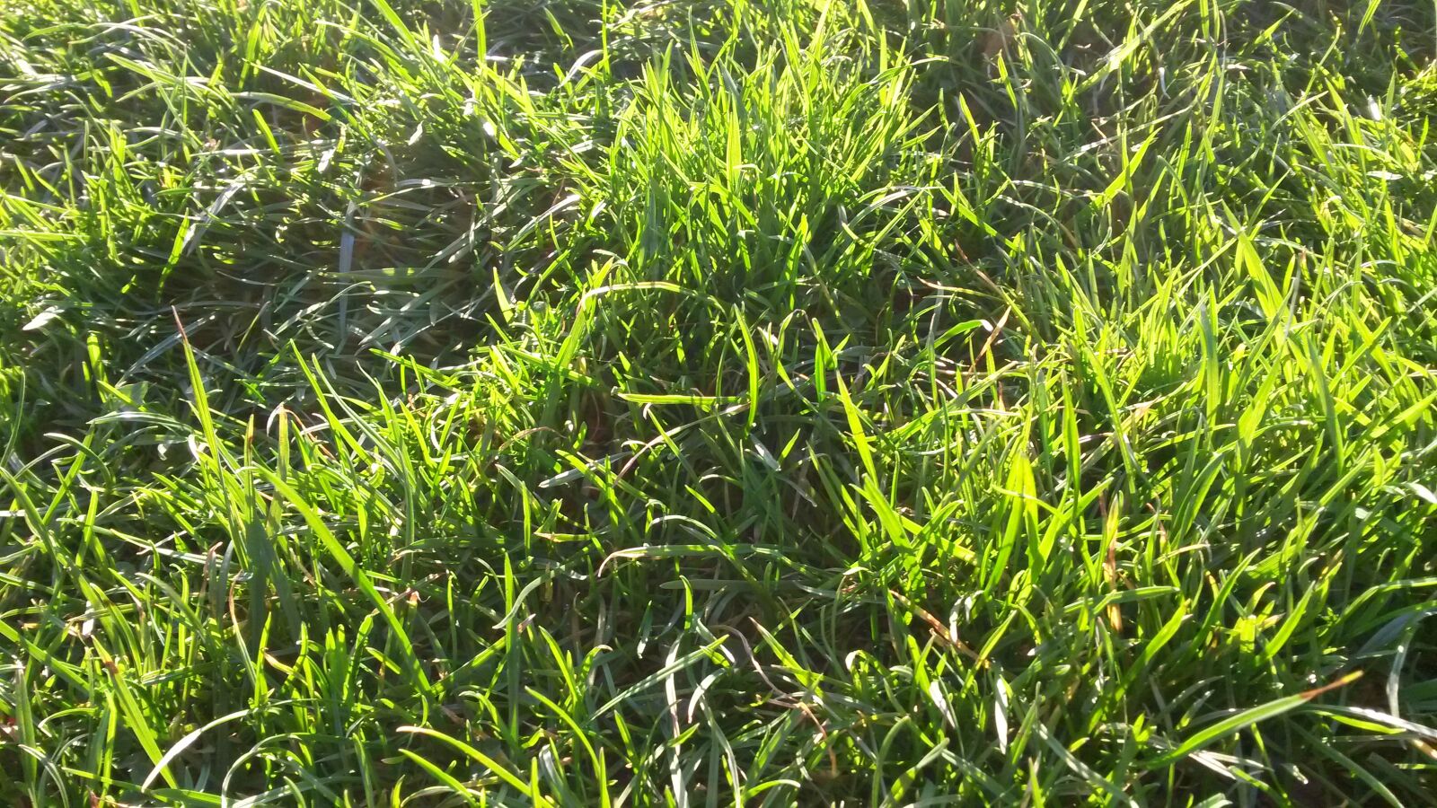 Samsung Galaxy S4 Mini sample photo. Grass, green photography