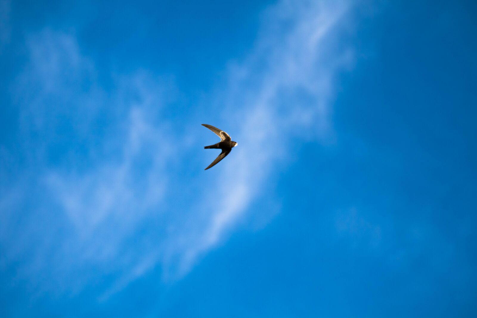 Canon EOS 750D (EOS Rebel T6i / EOS Kiss X8i) sample photo. Schwalbe, bird, air photography