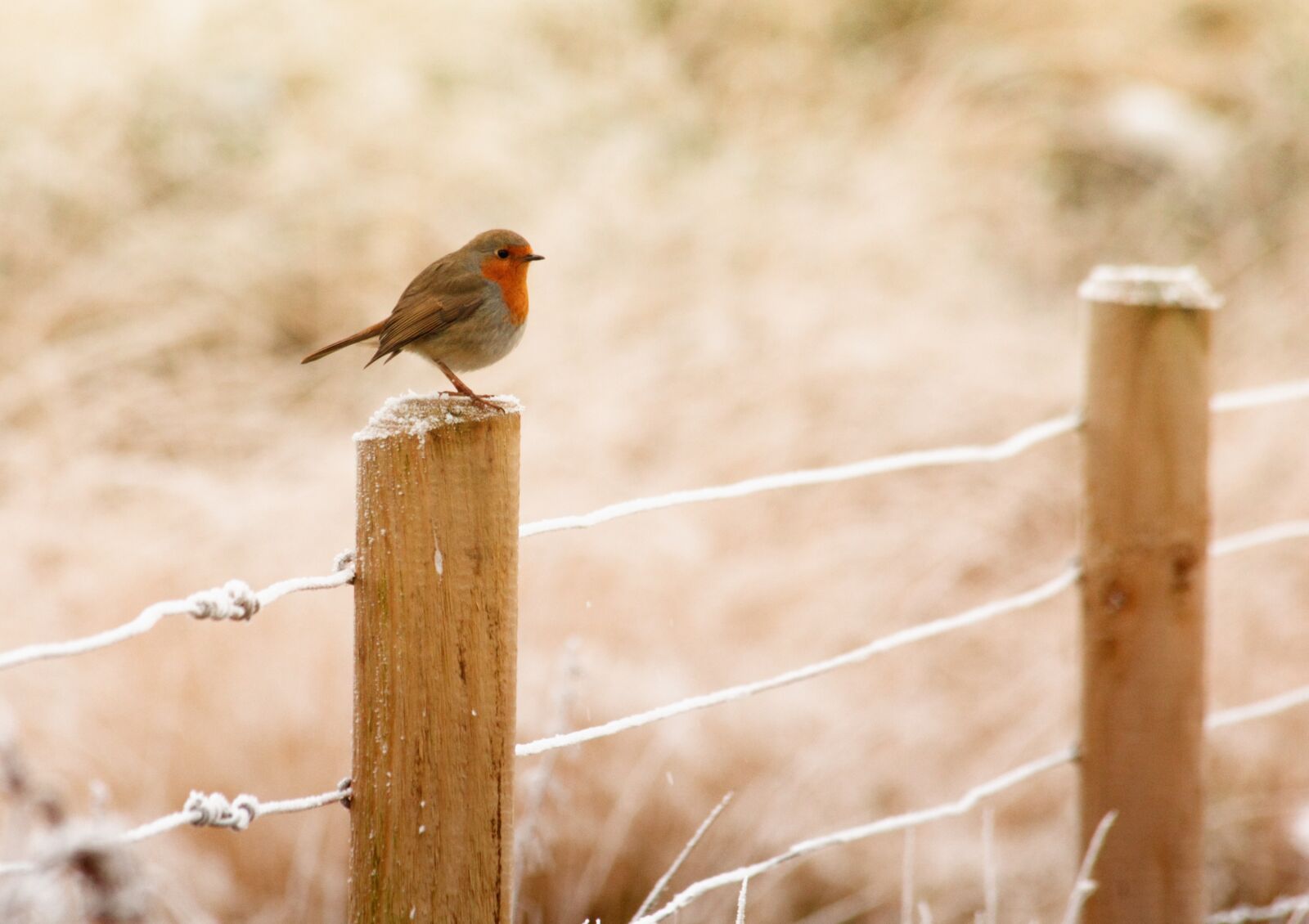 Canon EOS 550D (EOS Rebel T2i / EOS Kiss X4) sample photo. Animal, avian, beak, bird photography
