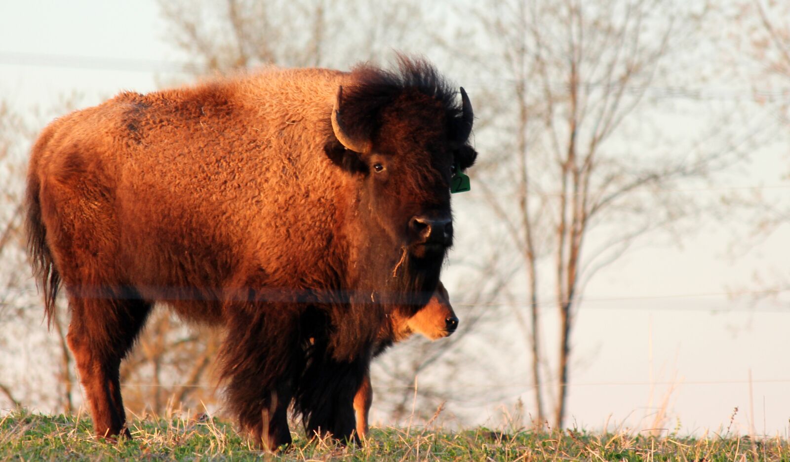 Canon EOS 650D (EOS Rebel T4i / EOS Kiss X6i) + Canon EF-S 55-250mm F4-5.6 IS II sample photo. Buffalo, bison, animal photography