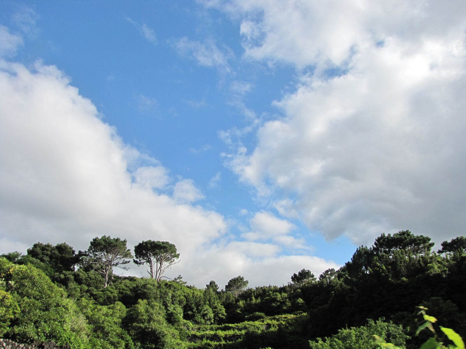Canon PowerShot SX10 IS sample photo. Landscape, trees, sky photography
