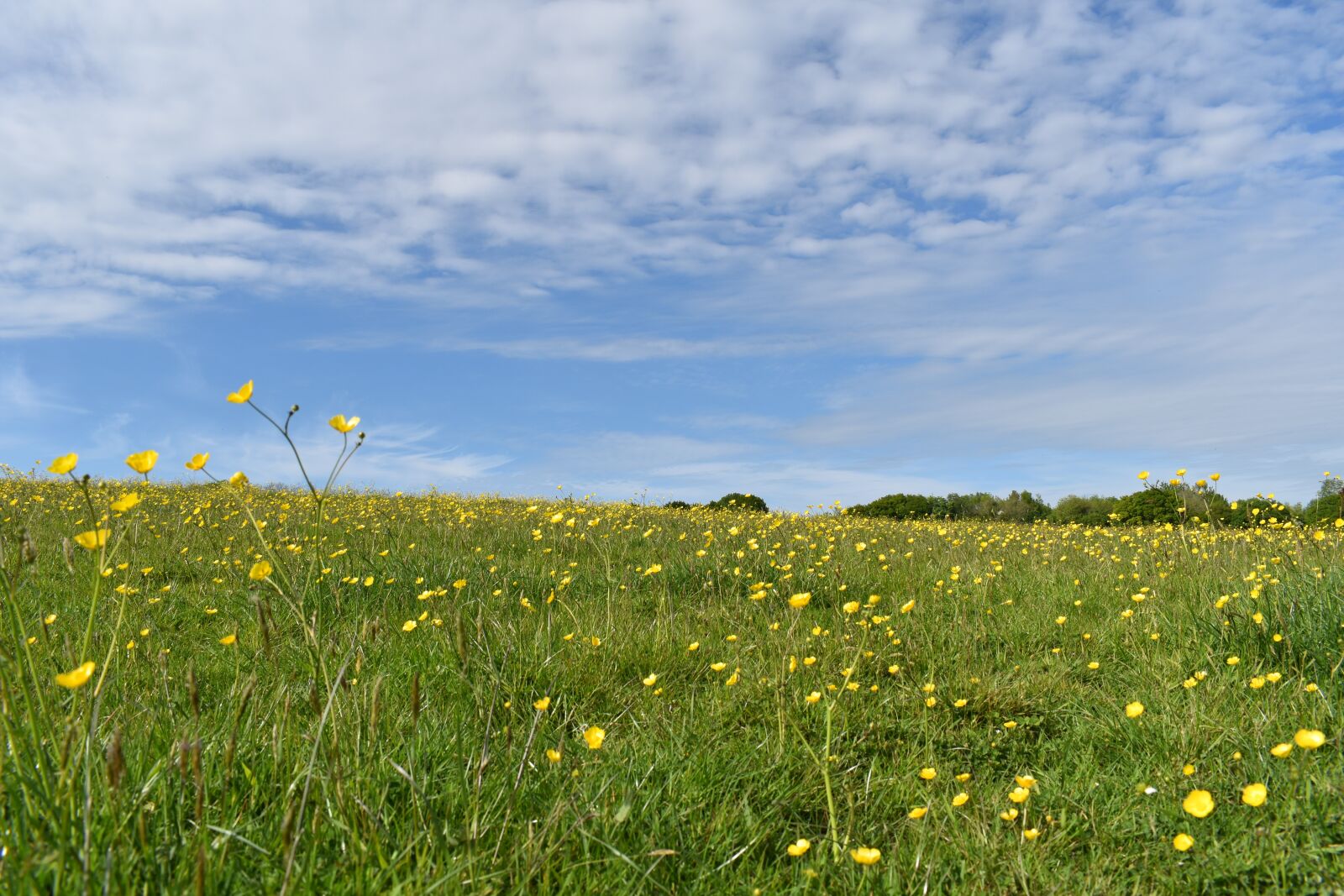 Nikon D3500 sample photo. Buttercups, flowers, meadow photography
