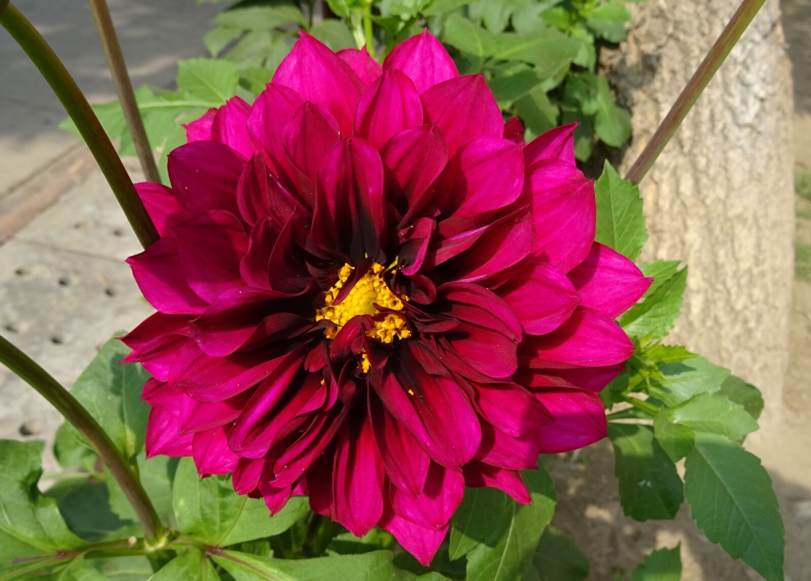Sony DSC-HX60V sample photo. Flower, dahlia, decorative dahlia photography
