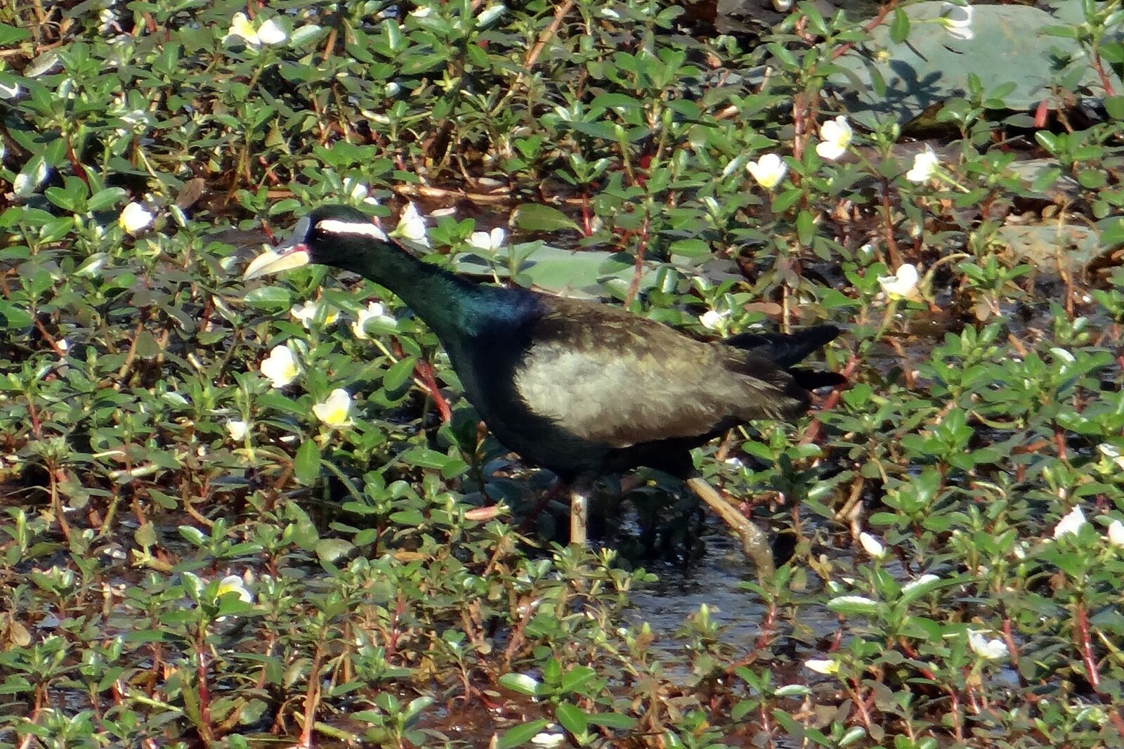 Sony DSC-HX200V sample photo. Bronze-winged jacana, metopidius indicus photography