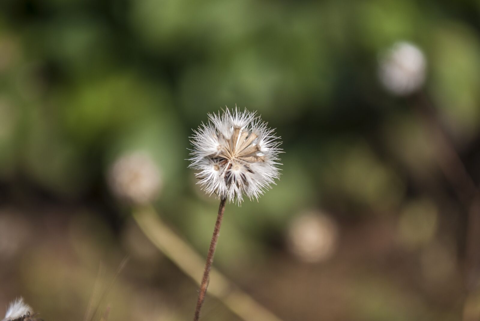 Nikon D60 sample photo. Nature, summer, flora photography