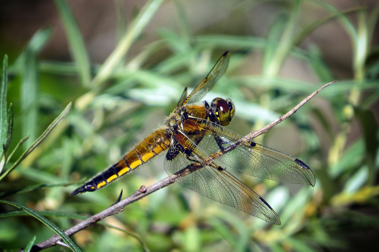 Canon PowerShot SX50 HS sample photo. Dragonfly, insect, lake photography