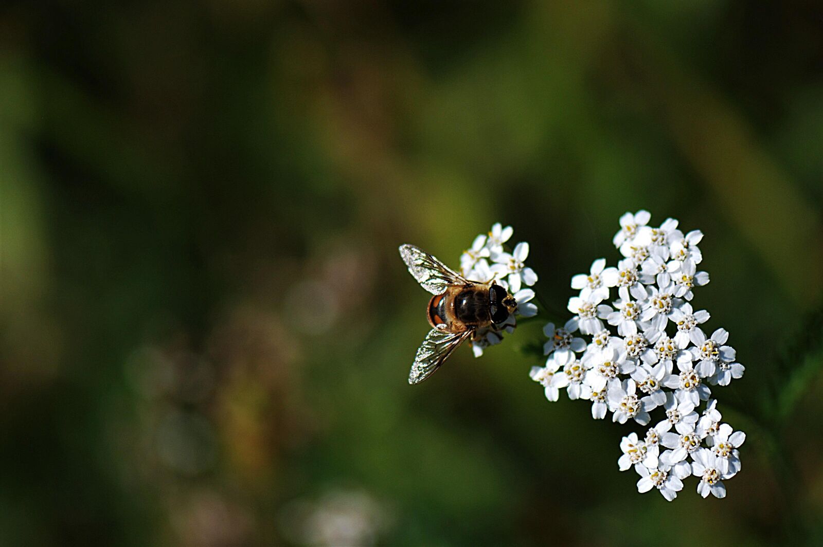 Nikon D80 sample photo. Insect, close up, bee photography