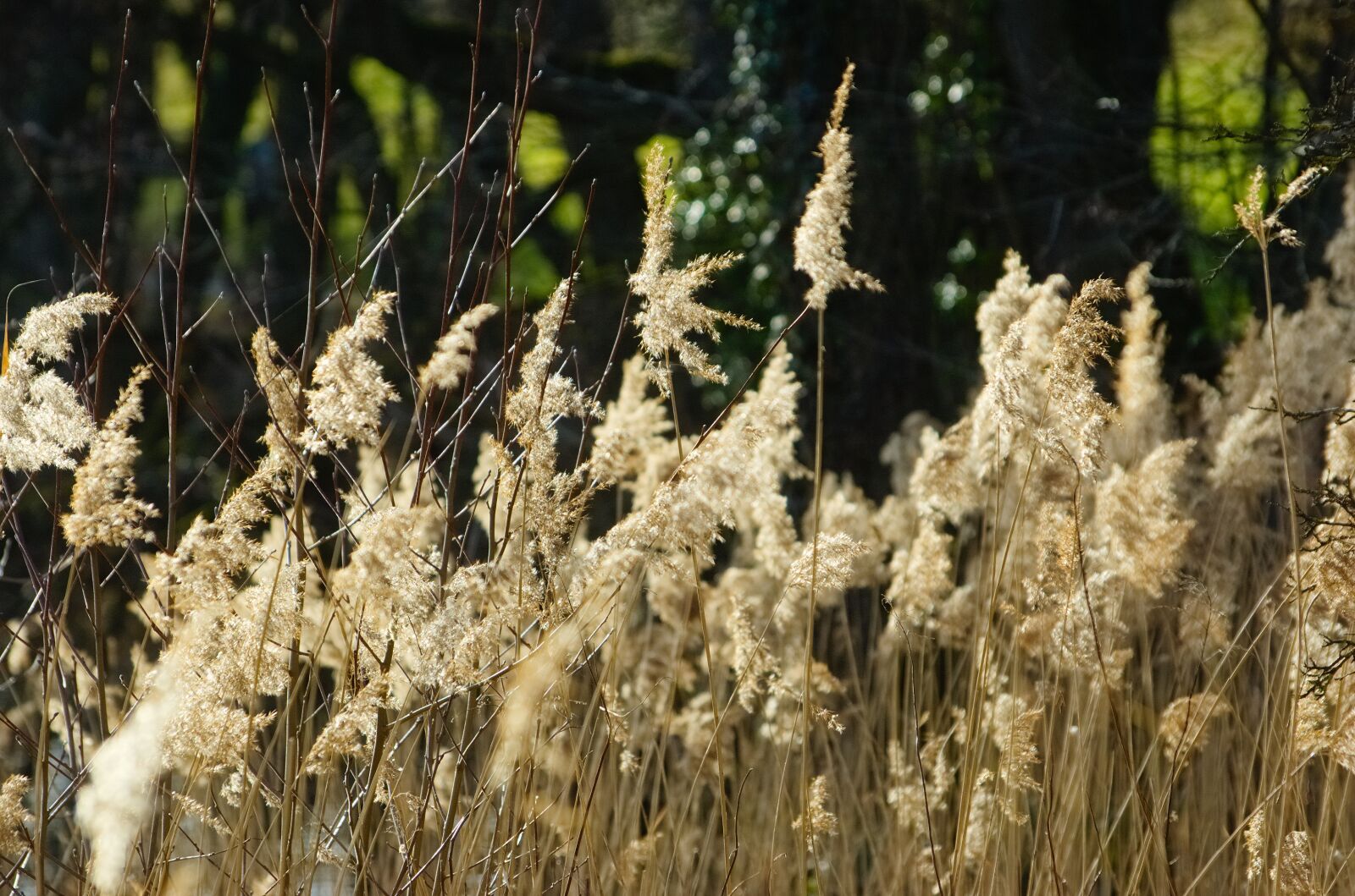 Nikon D70 sample photo. Reed, aquatic plant, marsh photography