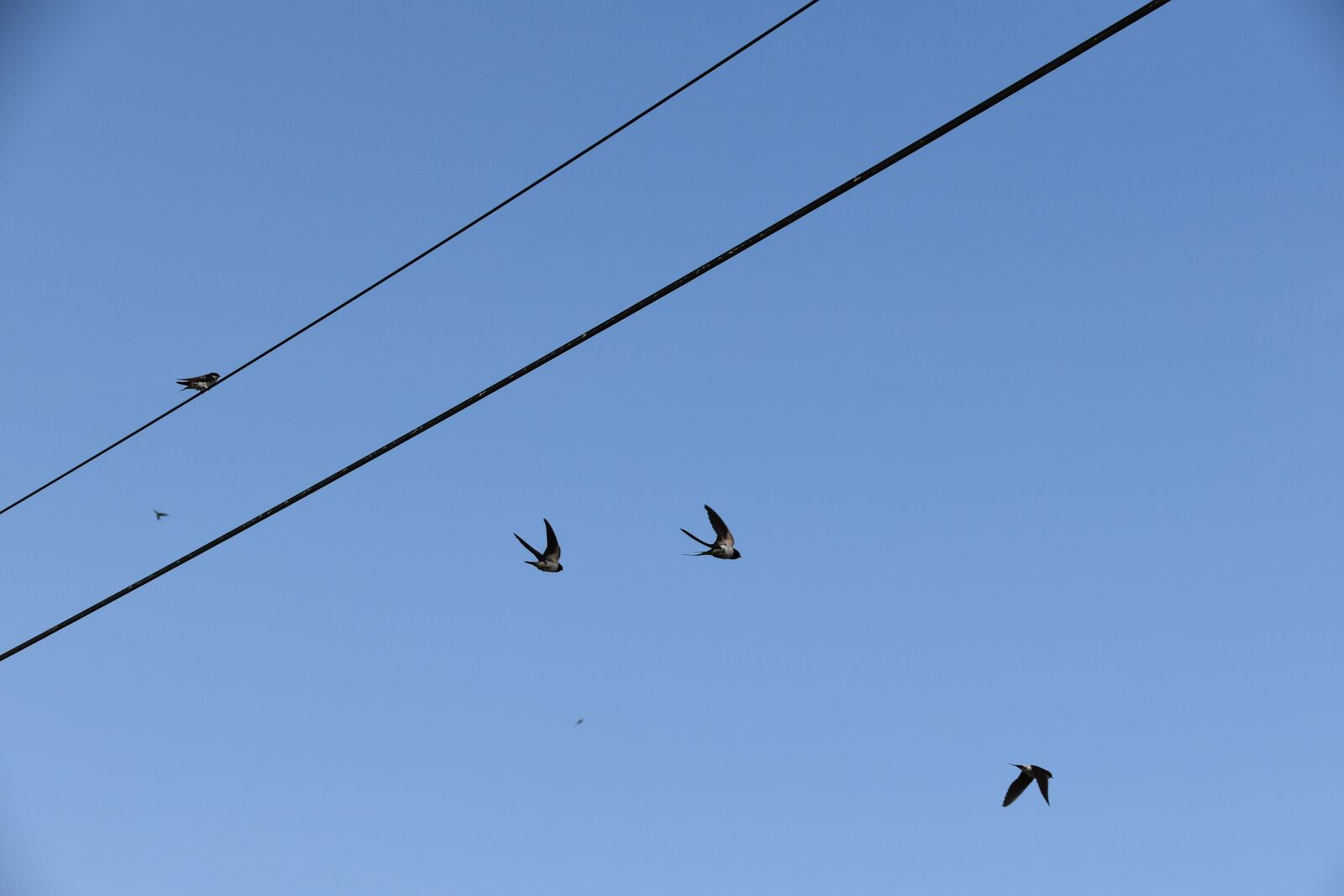 Nikon D5600 sample photo. Swallows, flying swallows, birds photography