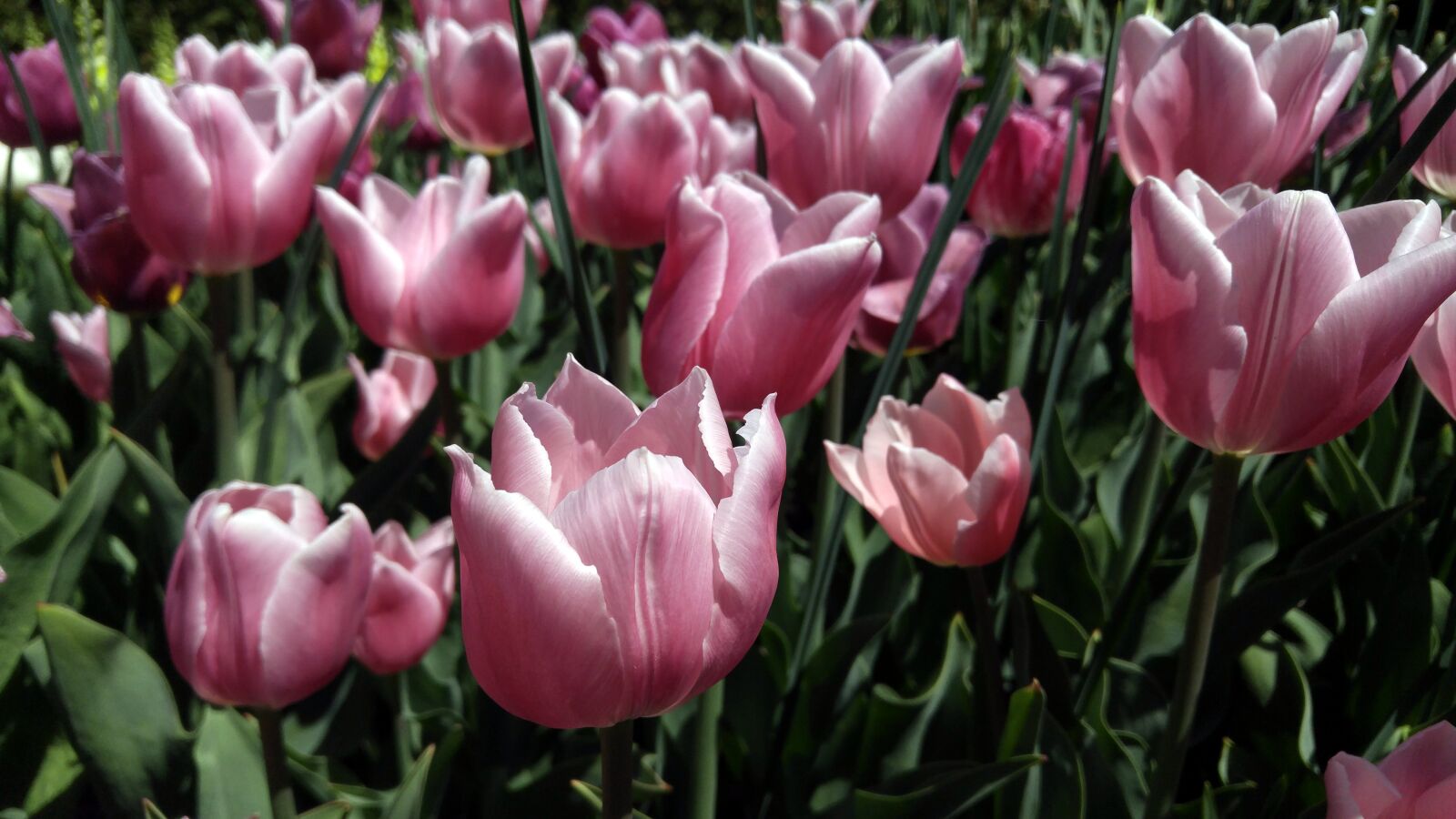LG G4 sample photo. Flowers, tulips, gardens photography